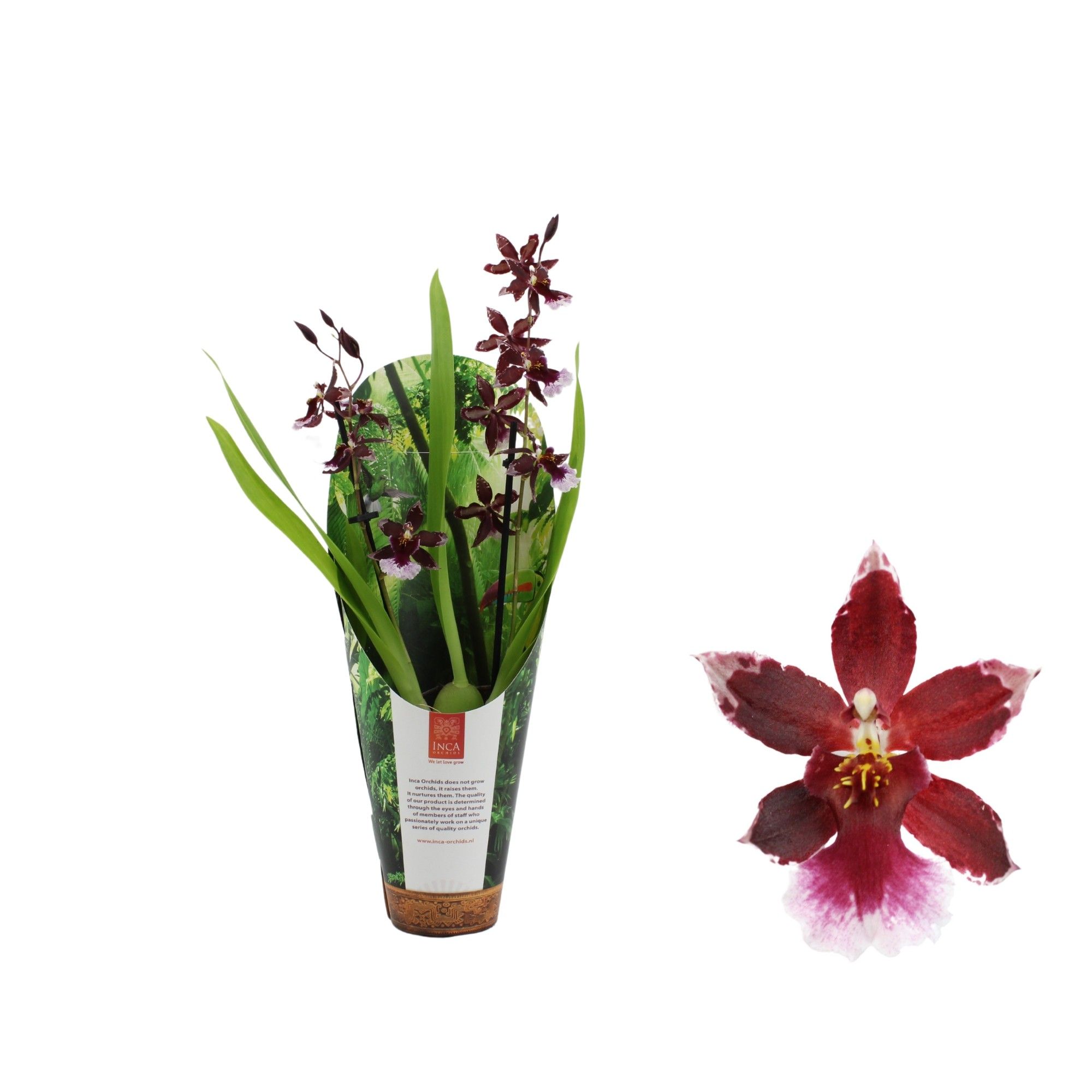 Inca Cambria Barrocco Red 2 spike 9cm in luxury jungle cover, D 9