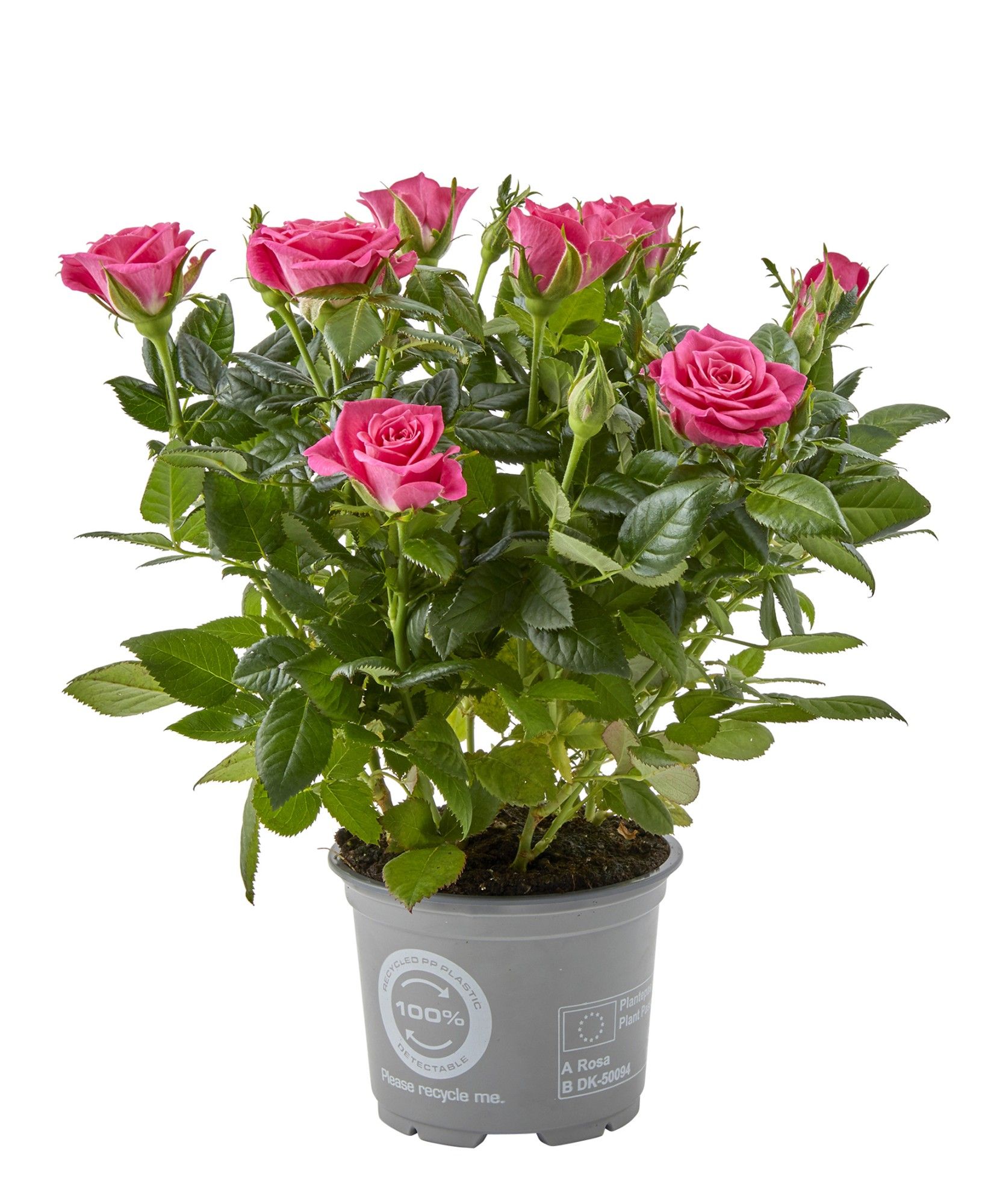 Rosa AMICA KORDANA CLASSIC, D 10,5