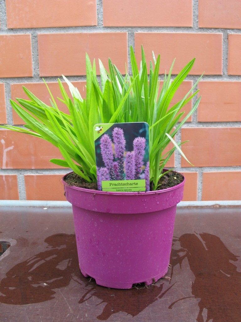 Liatris spicata, violet, D 19