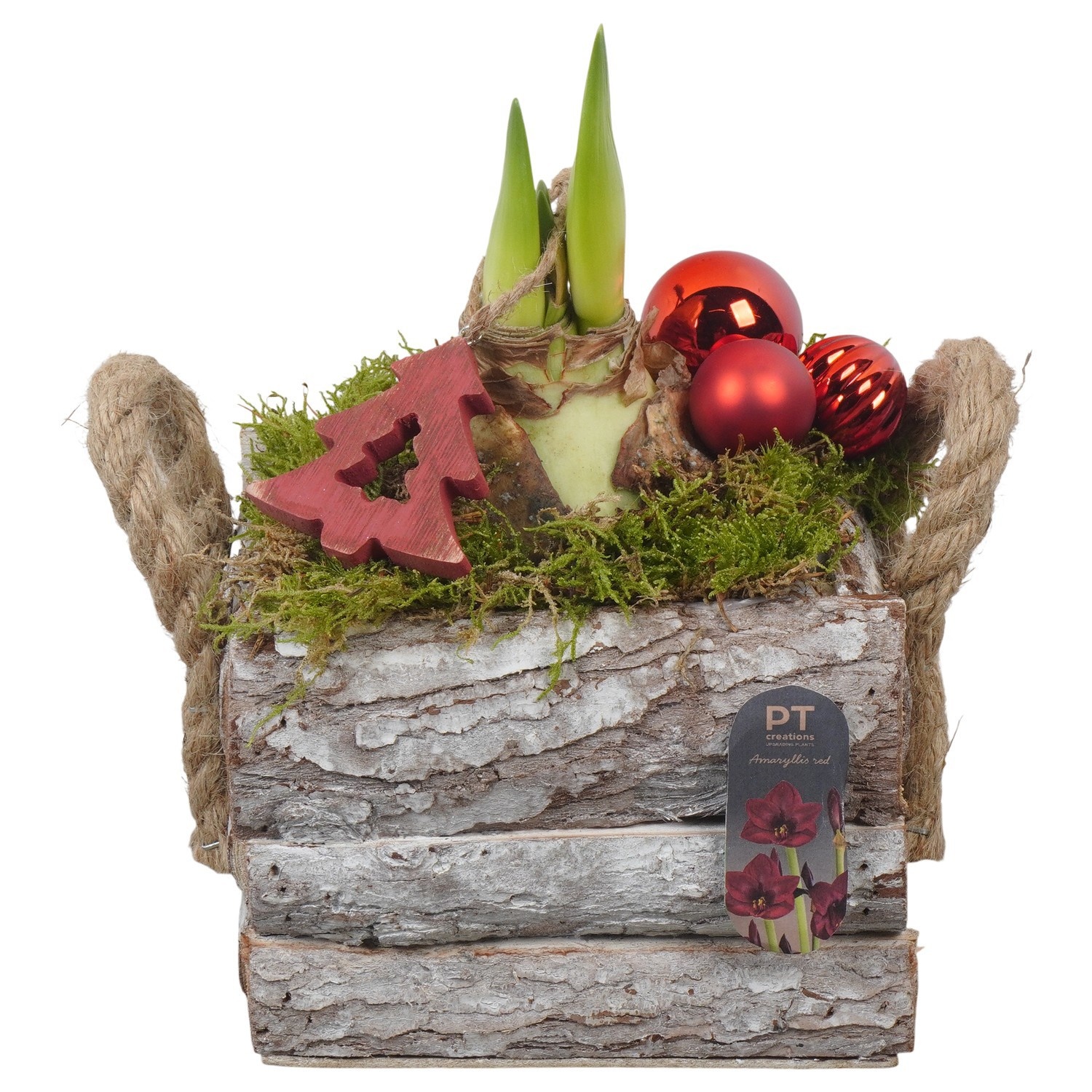 PTACH2548 Arrangement Amaryllis Christmas in houten pot, D 15