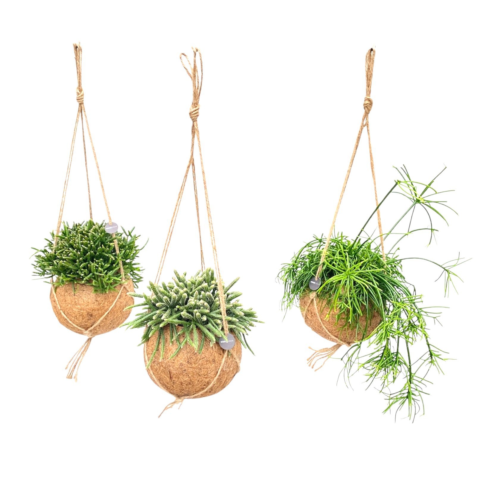 Rhips Gem p12 in KOKODAMA, D 17