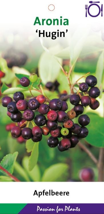 Aronia mel. 'Hugin' 40-60C5, D 23 cm