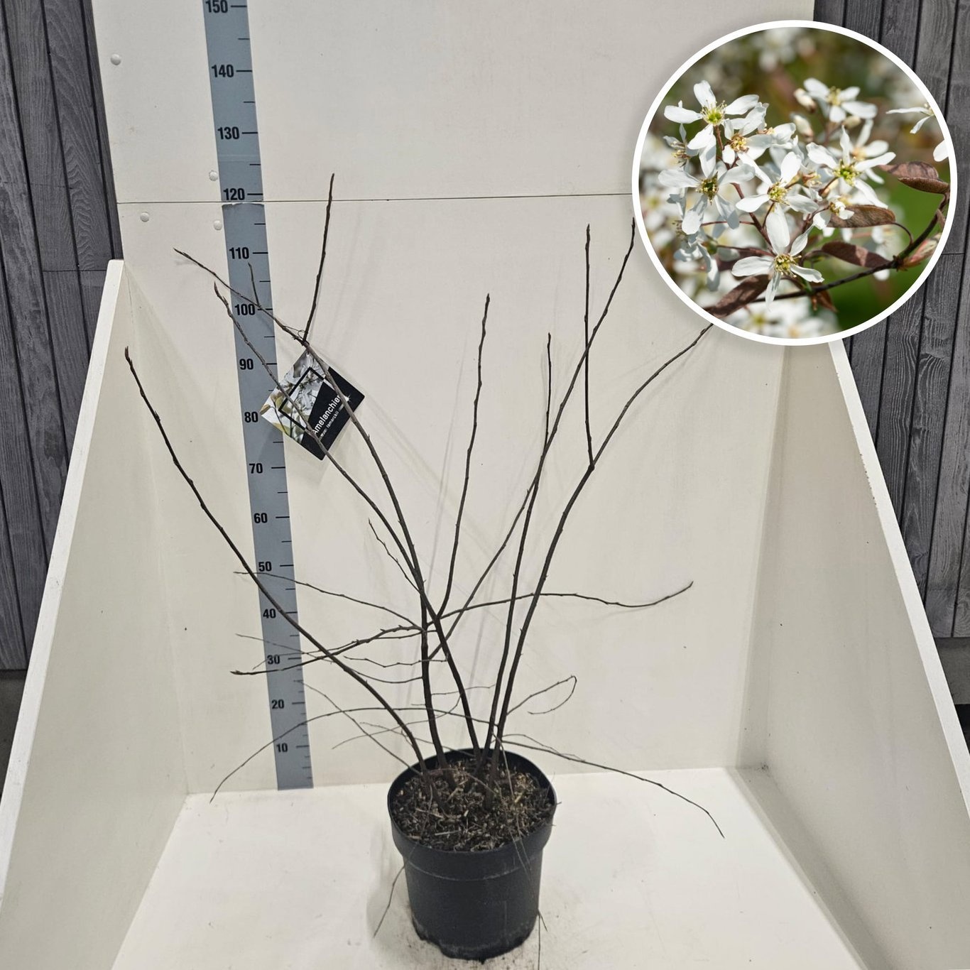 Amelanchier lamarckii, D 28