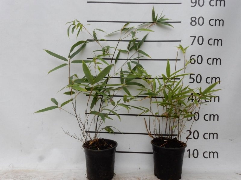 Phyllostachys nigra, D 17