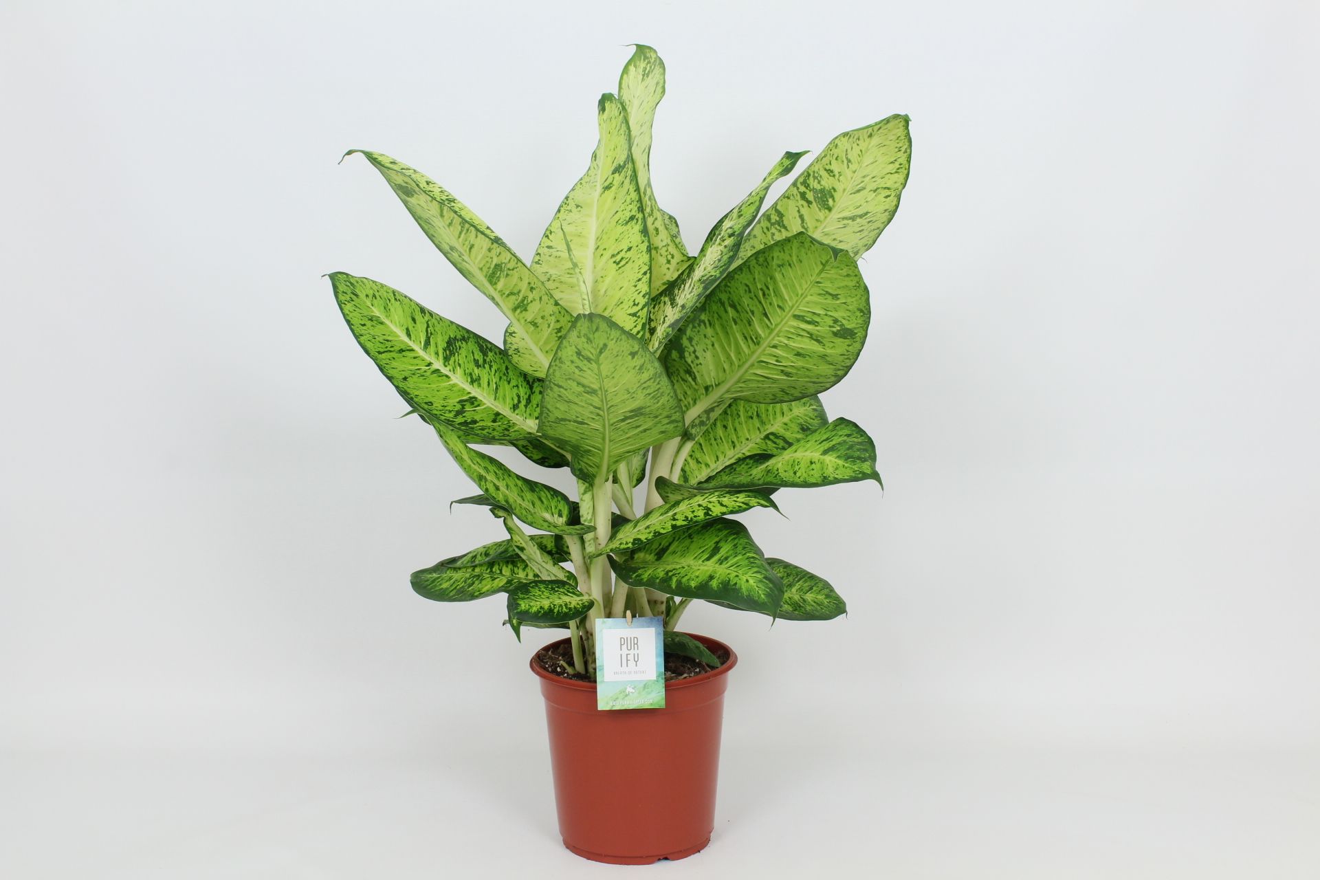 Purify Dieffenbachia White Amazon 24 cm, D 24
