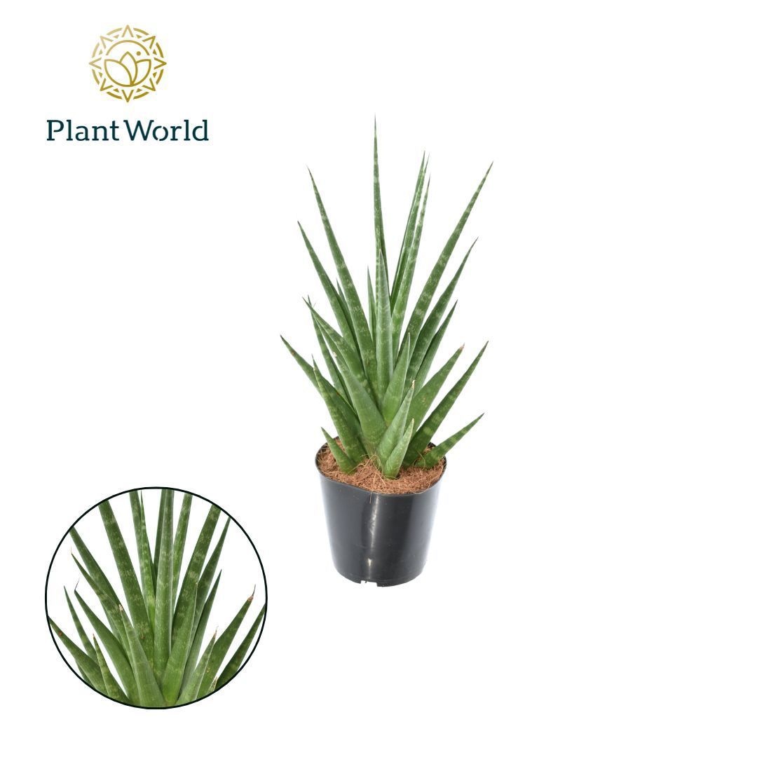 Sansevieria Dancing Queen P12, D 12