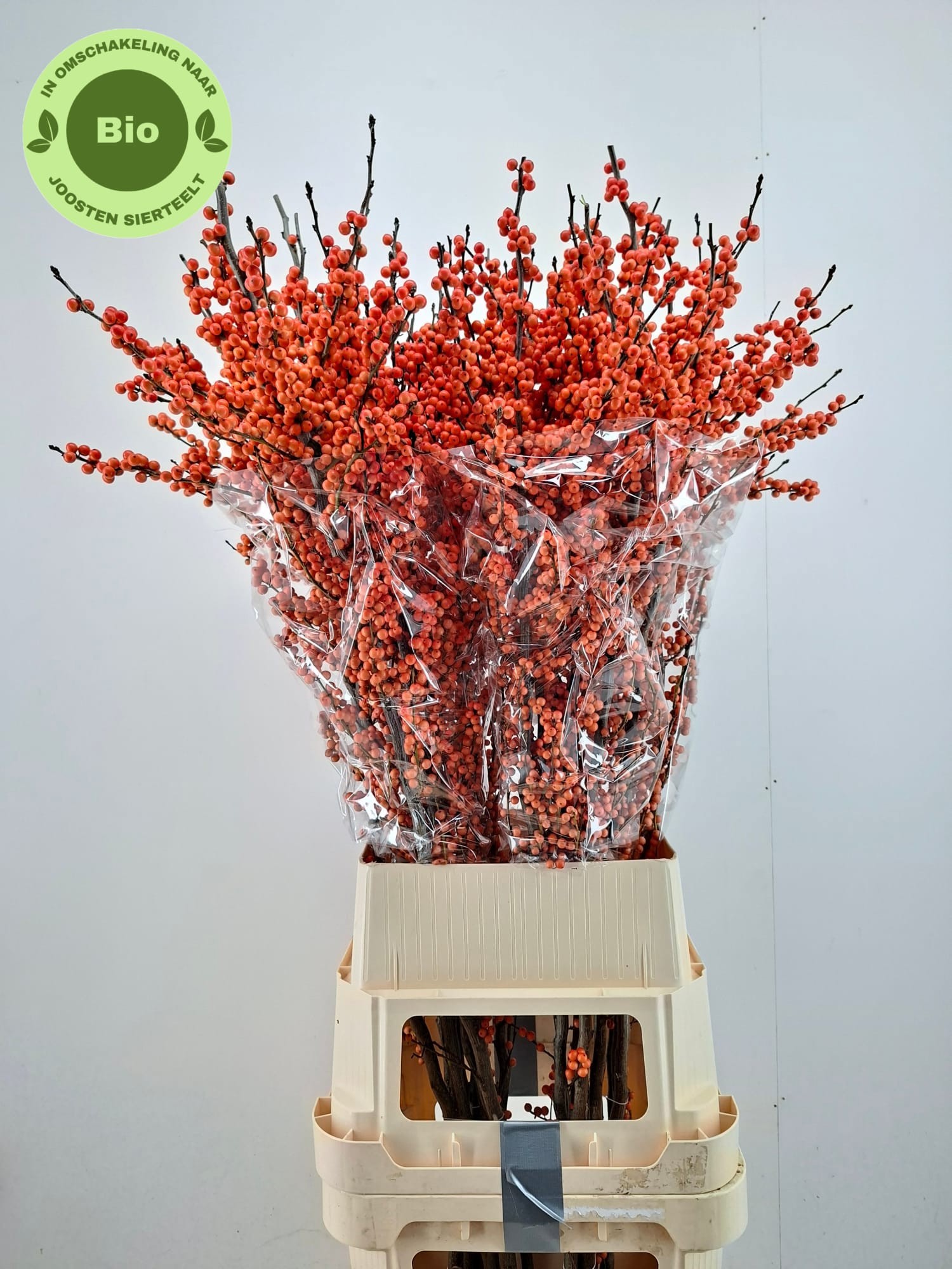 Илекс Винтер Голд 140, шт.