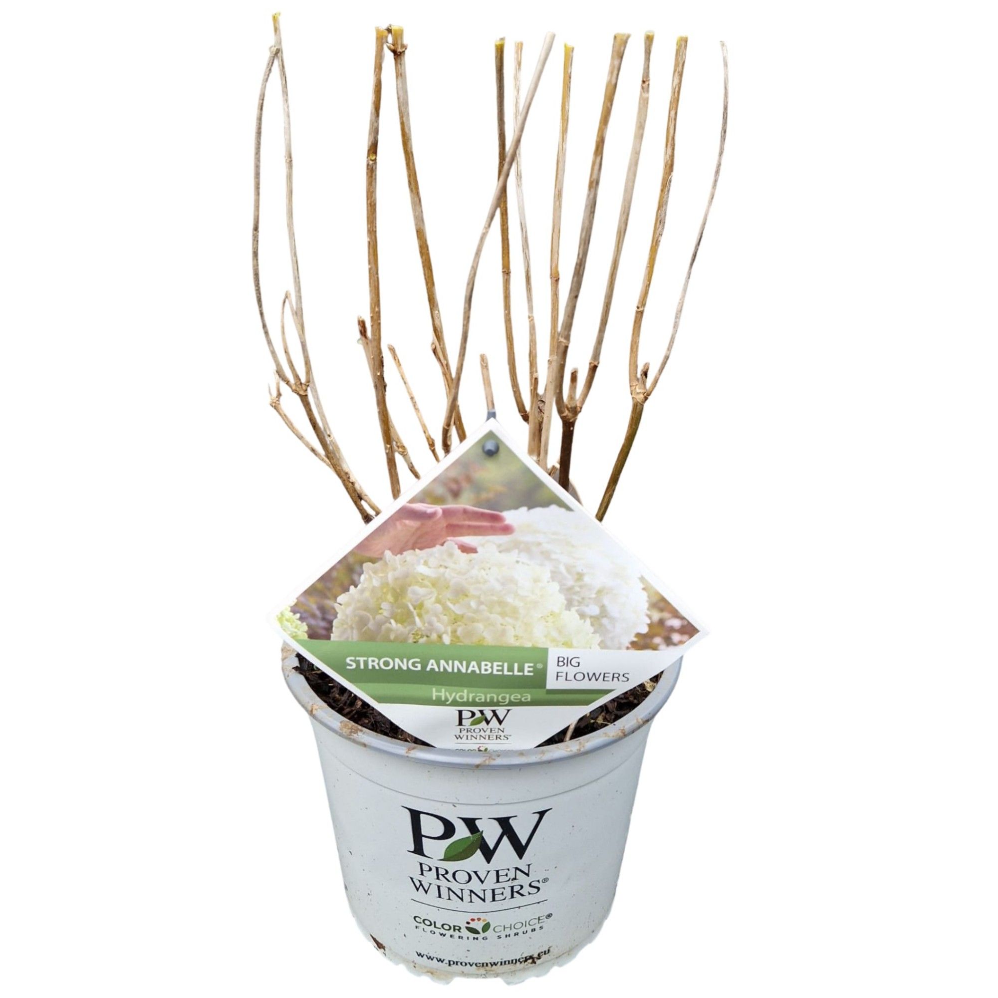 Hydrangea arb. 'Strong Annabelle' ®, D 19