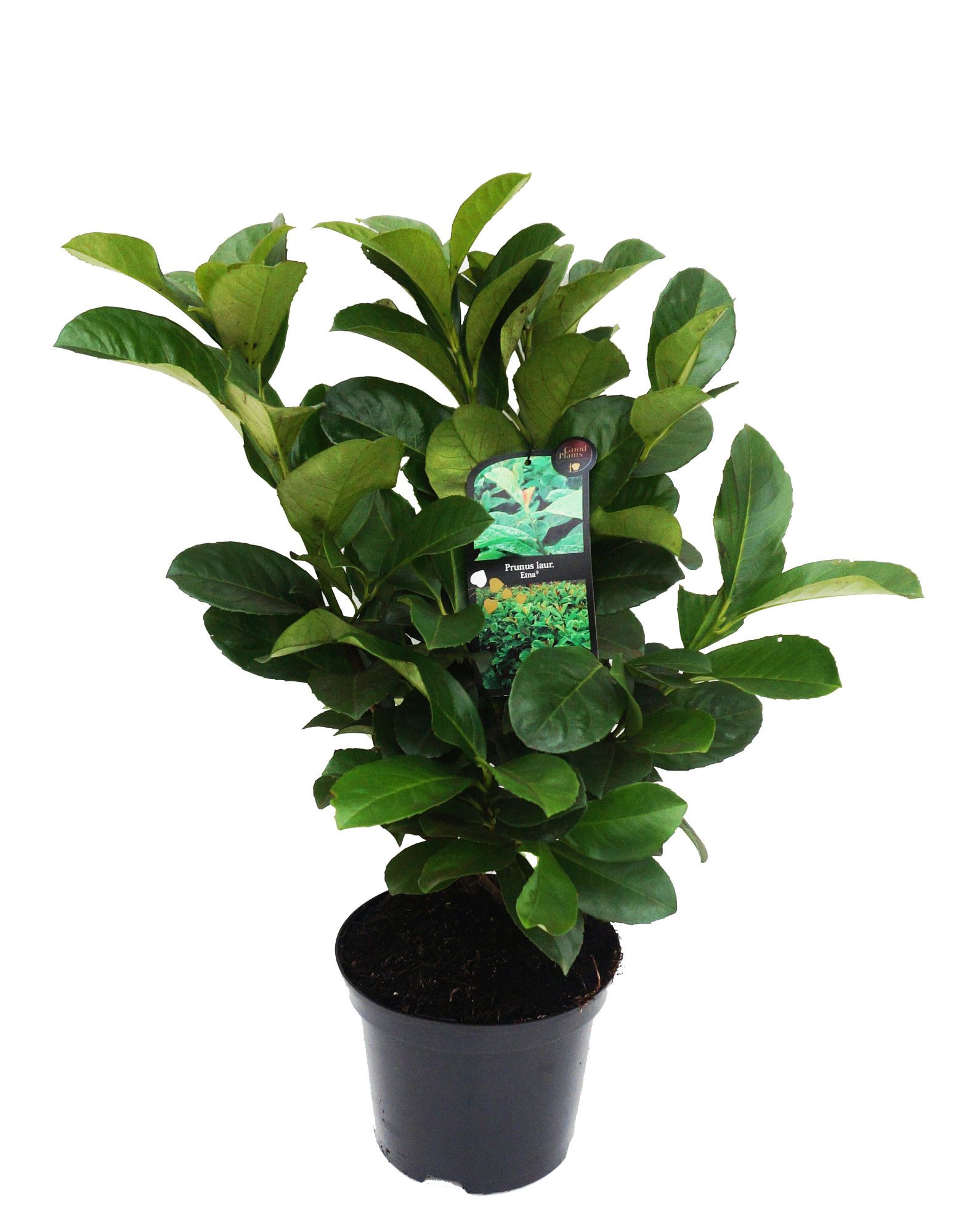 Prunus laurocerasus Etna, D 19