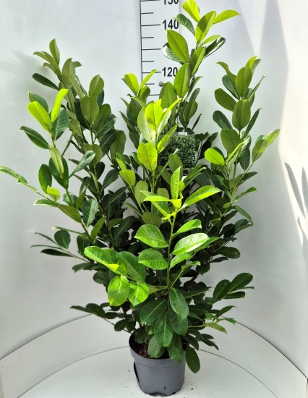 Prunus l. 'Rotundifolia', D 28