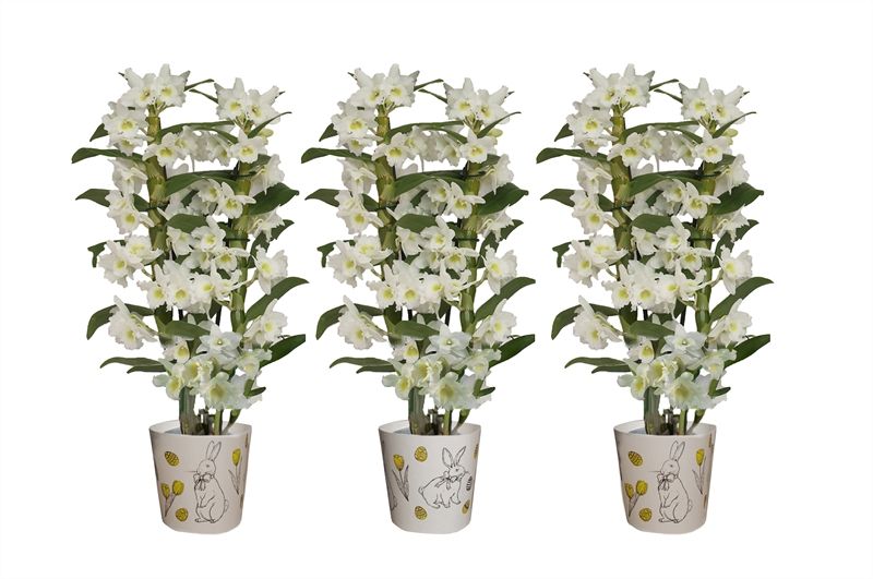 Potcover p12 easter bunny Dendr Nobile Apollon 2T16+tros regular, D 12 cm