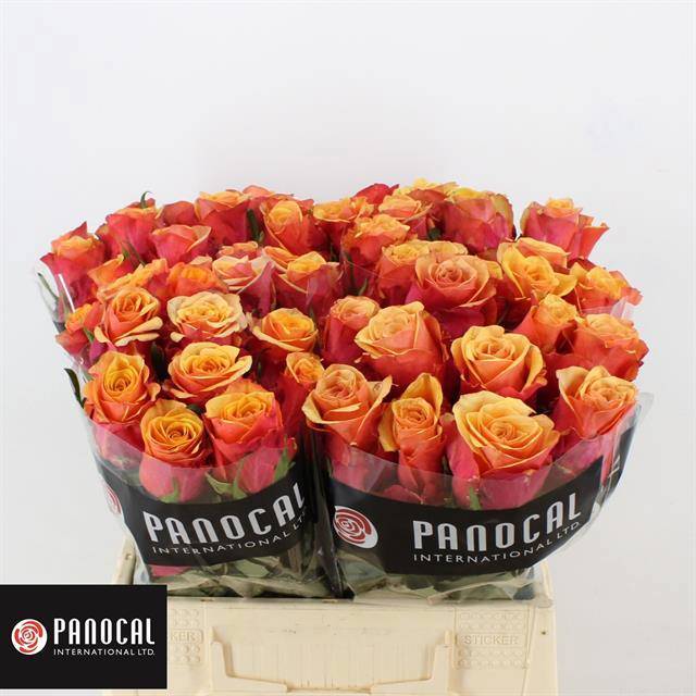 Роза од. Камаро 40, шт.