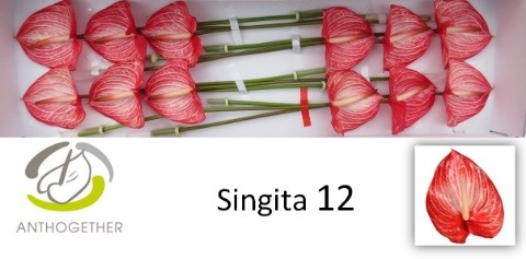 Антуриум Сингита x12, шт. Антуриум Сингита x12, шт.