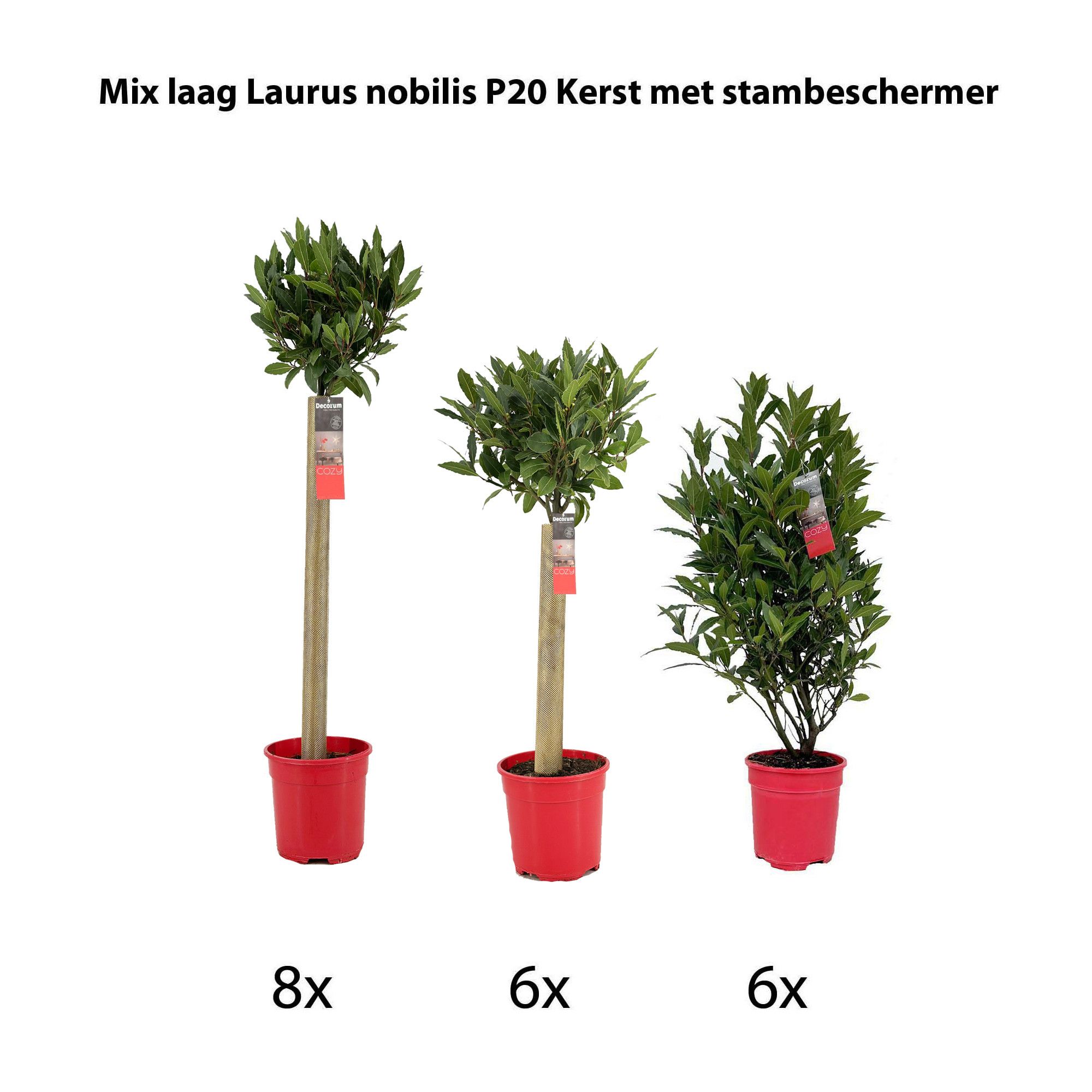 Mix laag Laurus nobilis P20 kerst met stambeschermer, D 20