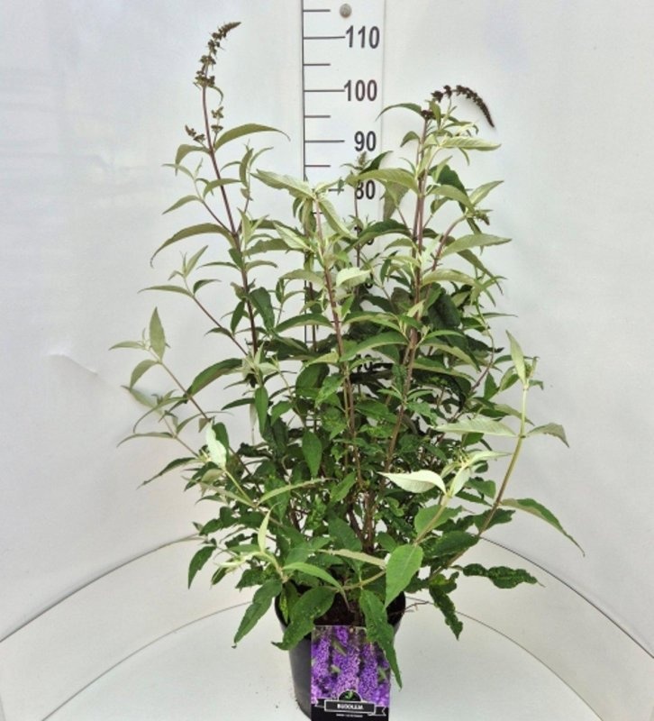 Buddleja d. 'Ile de France', D 29