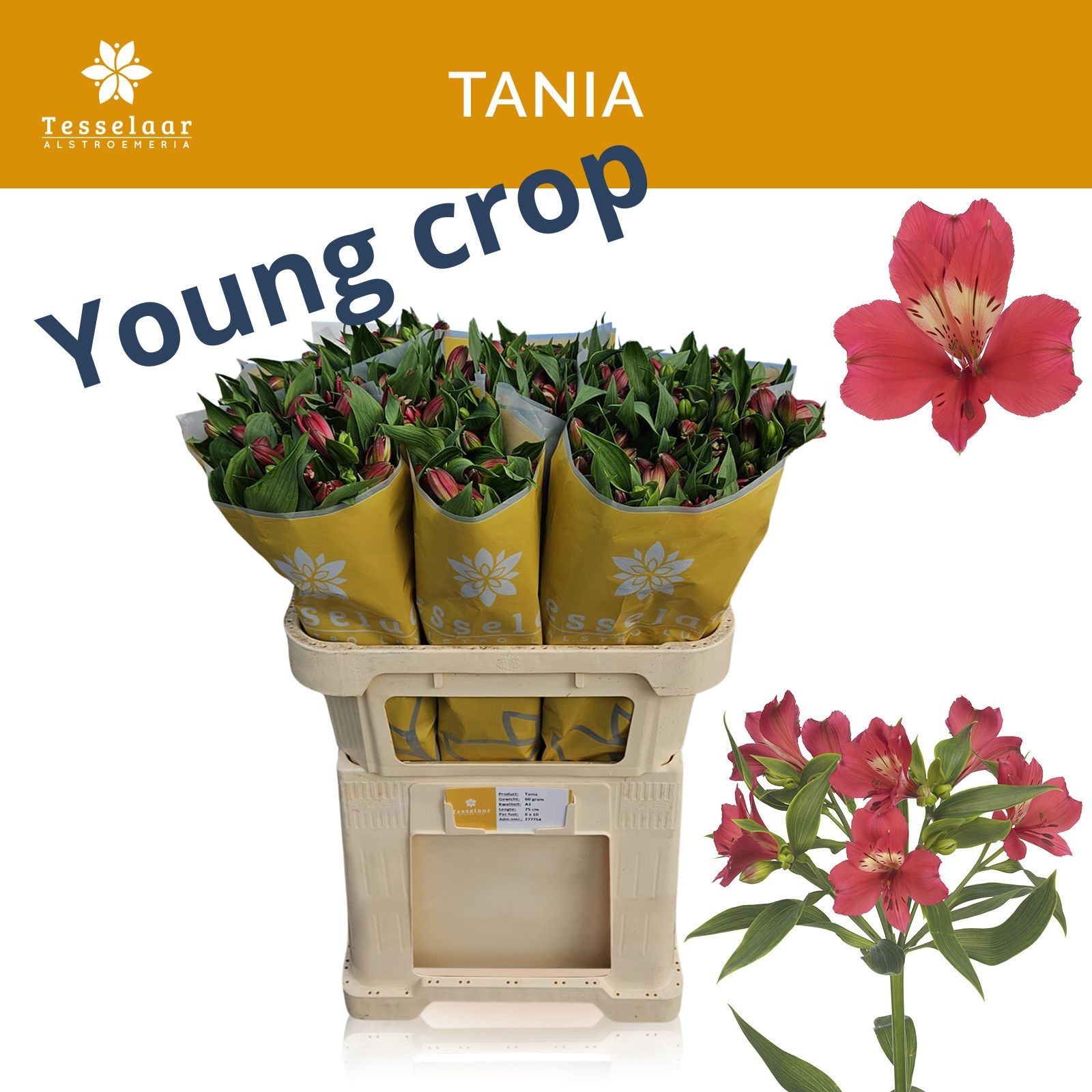 Альстромерия Таня, шт.