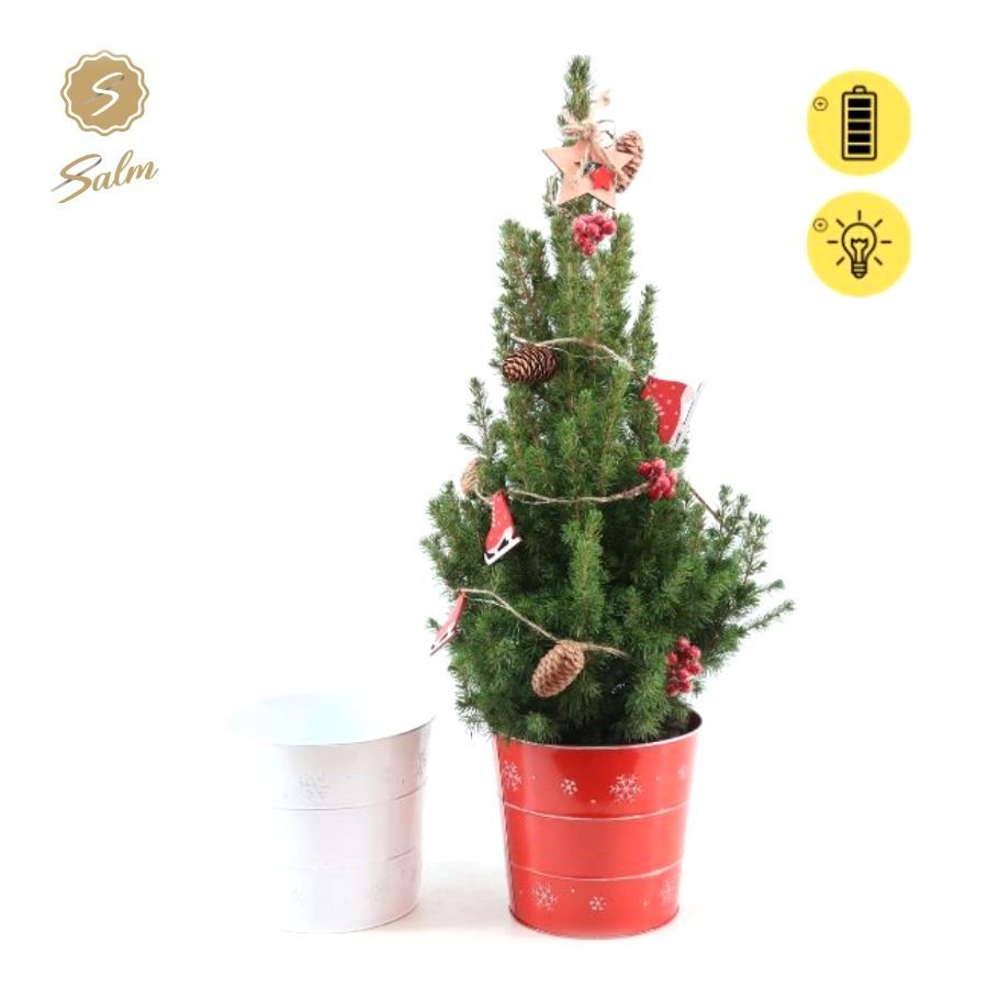 Picea gl. 'December'® P19 in Zinc X-mas Duo + Winterlight-Skate + Star on Loop, D 21 cm