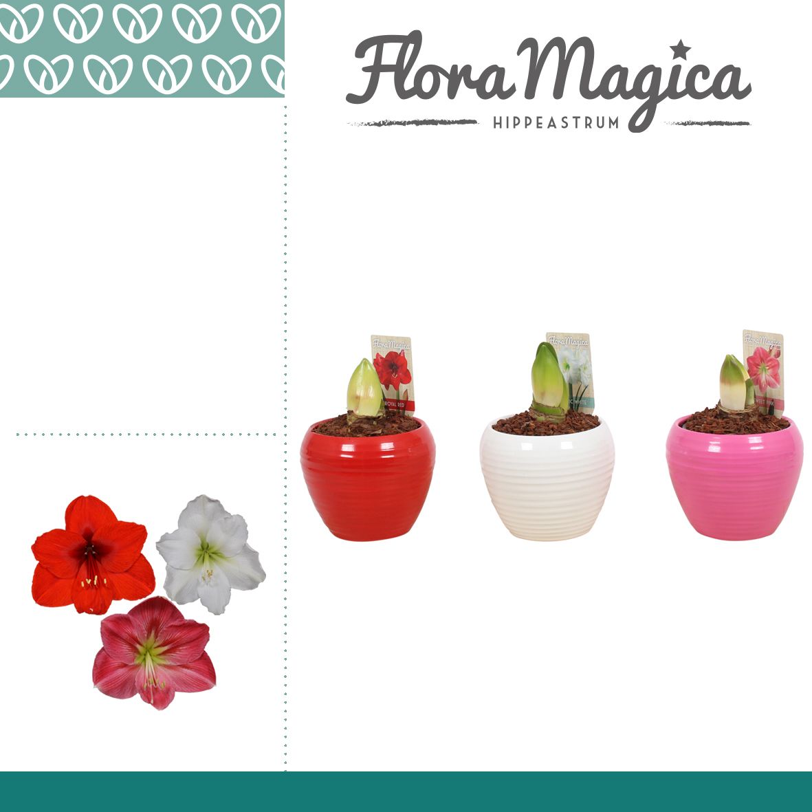 Amaryllis Mix 2 Knop in Ompot Melanie, D 12