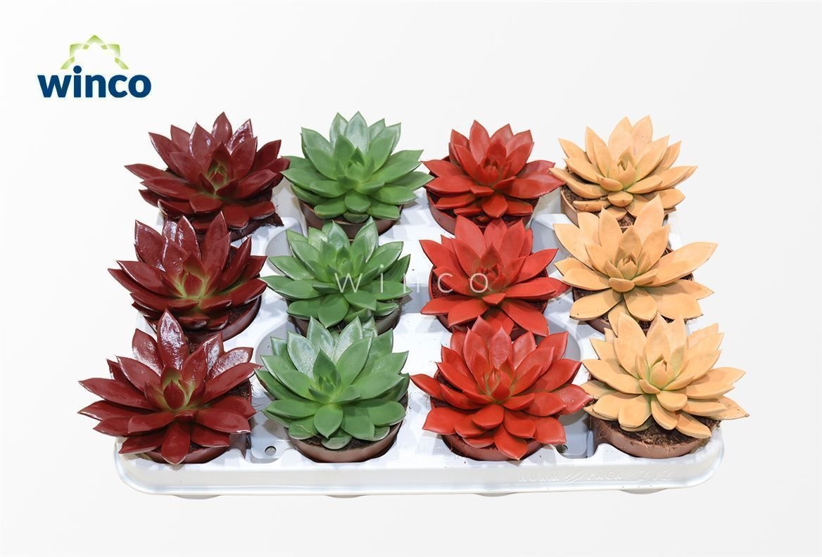 Echeveria Paint Autumn Mix, D 8,5
