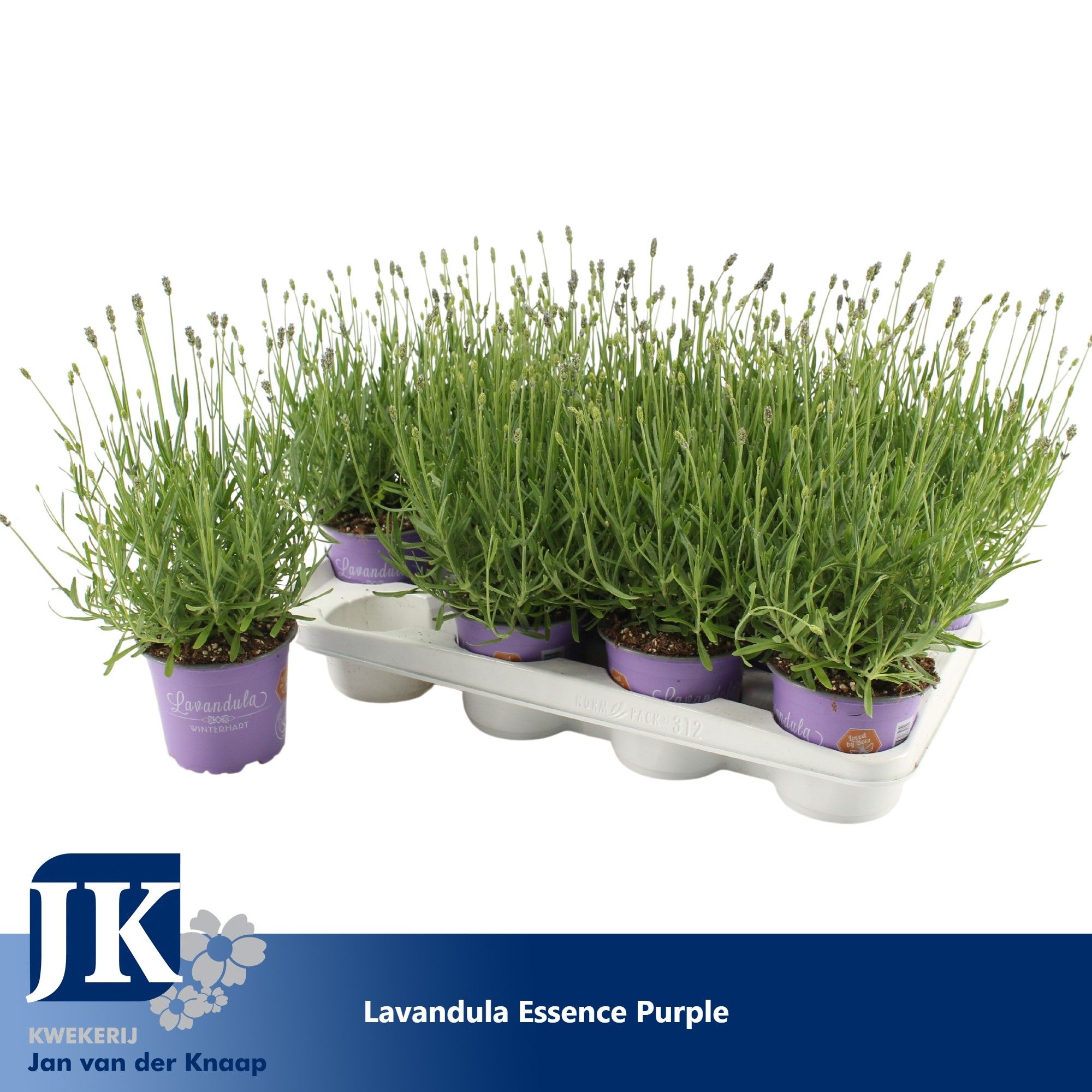 Lavandula Essence Purple, D 12