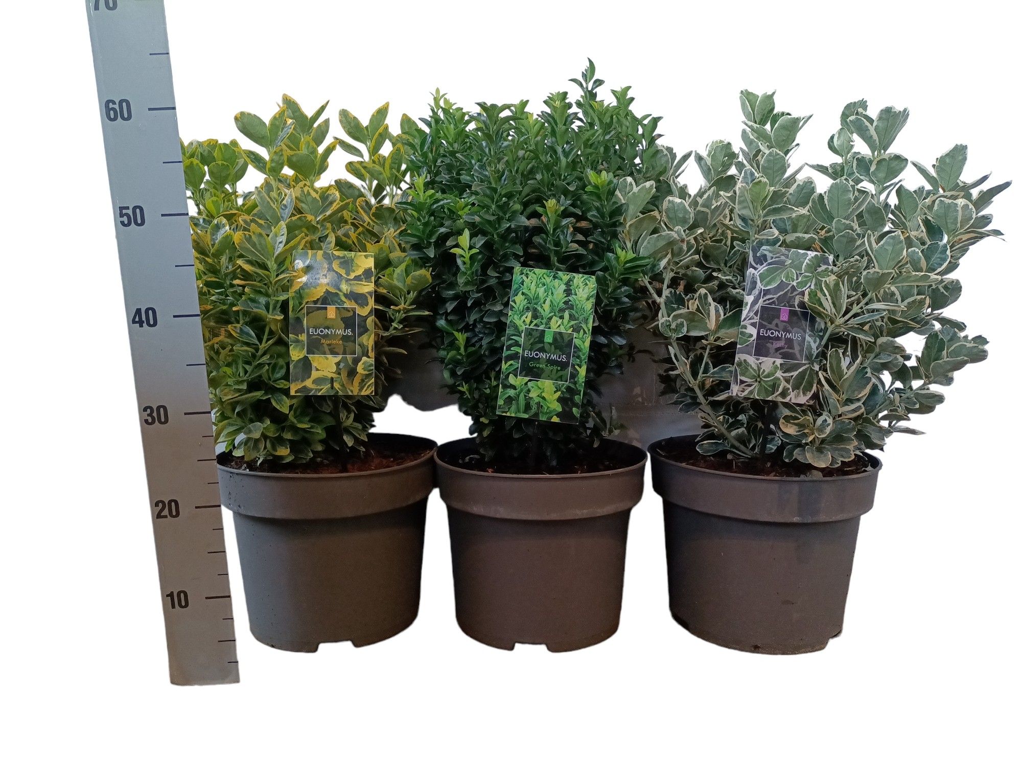 Euonymus japonicus mix C10, D 29