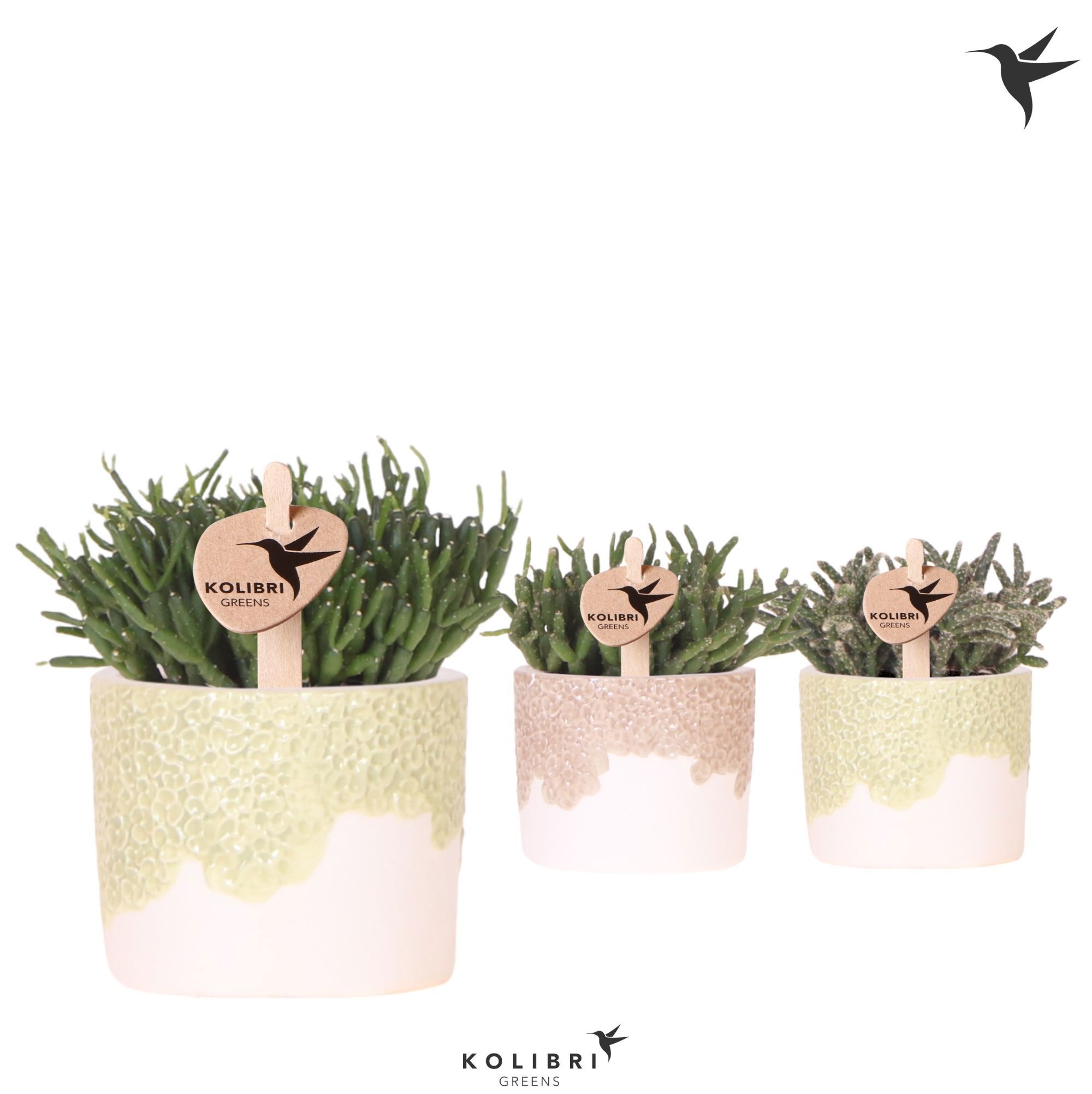 Kolibri Greens Rhipsalis mix in Bloom pot sand mix, D 6