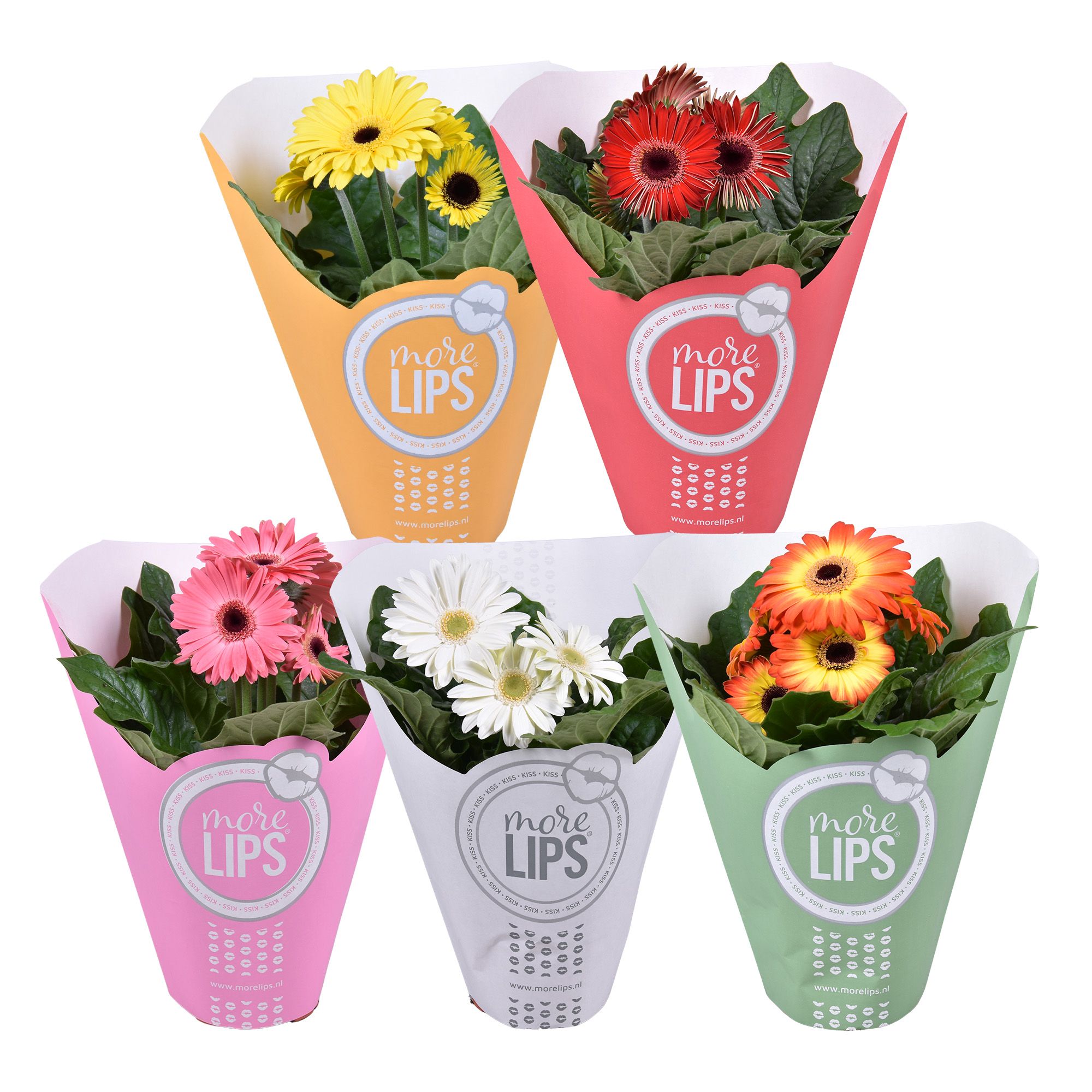 MoreLIPS Gerbera 2+ bl 12cm papieren hoes, D 12