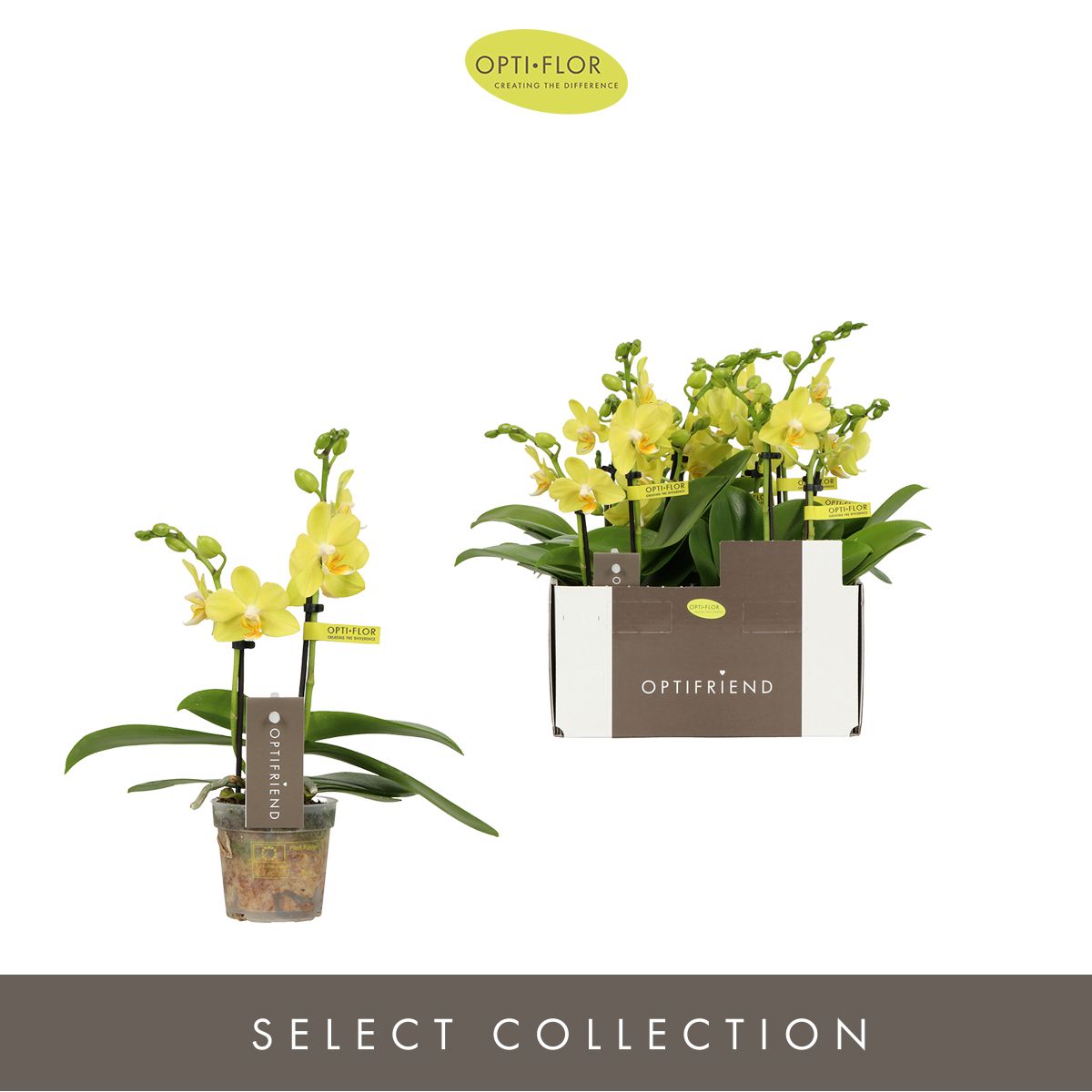 Optifriend Vayenne 2 spike, D 7 cm