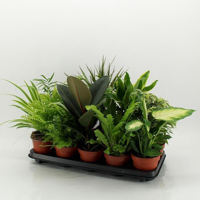 M-10 UK Mixplanten, D 12