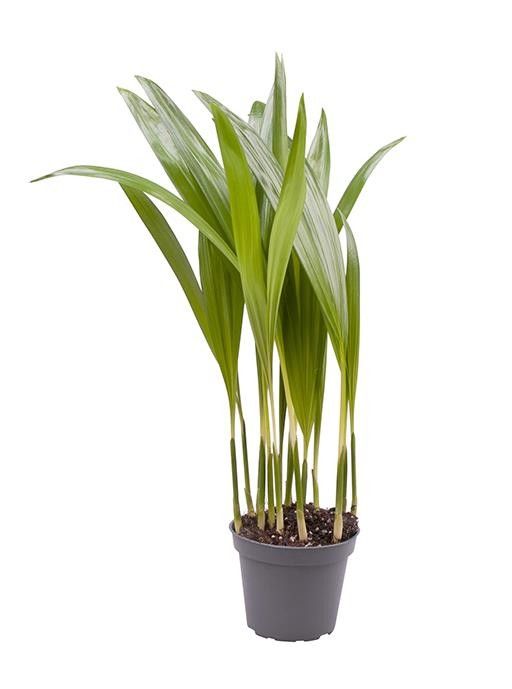 CHRYSALIDO. LUTESCENS, D 6