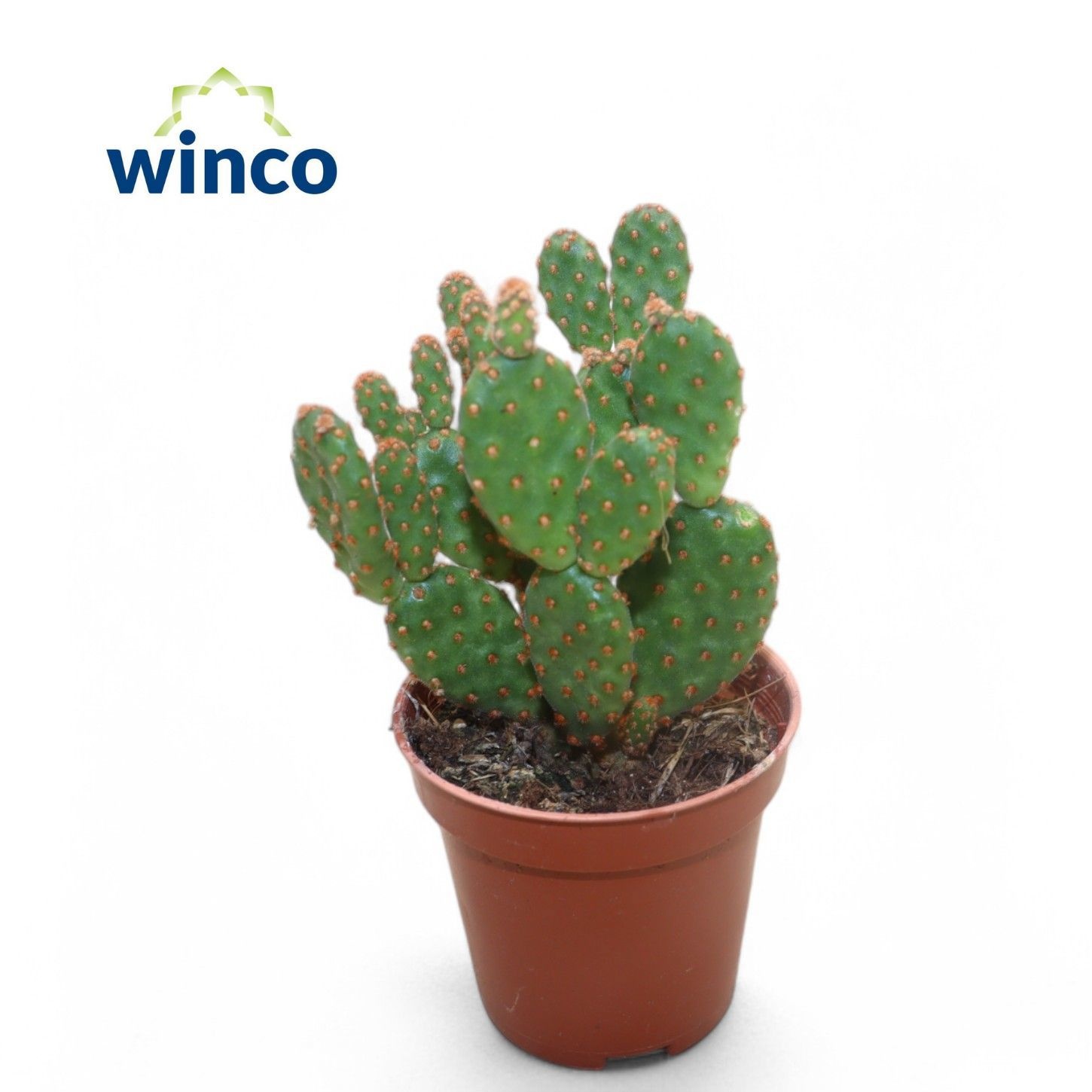 Opuntia Microdasis Rufida Minor, D 5,5 cm