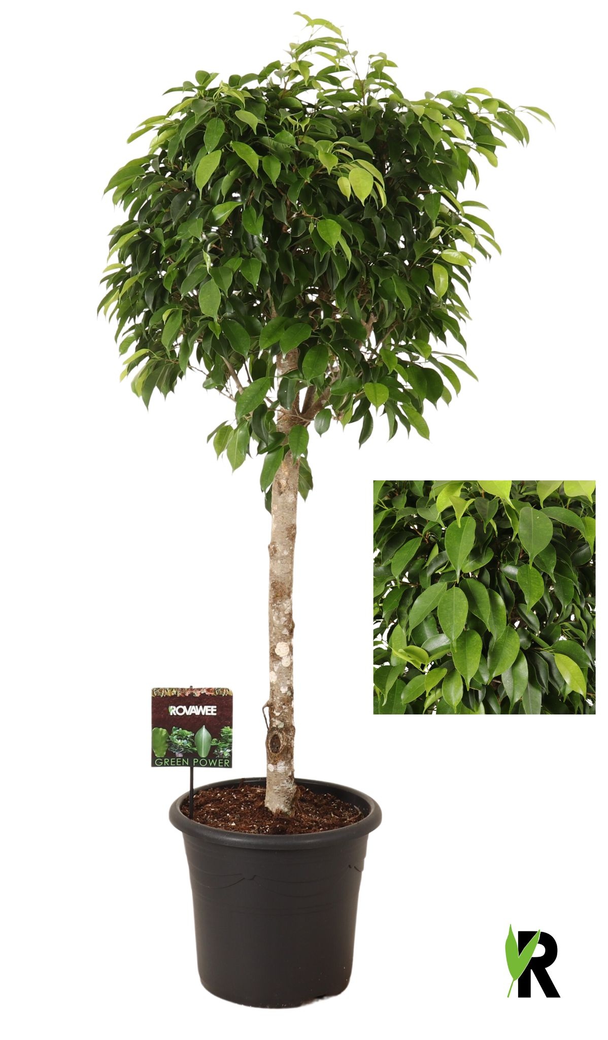 Ficus benj.Columnar op stam in sierpot, D 32