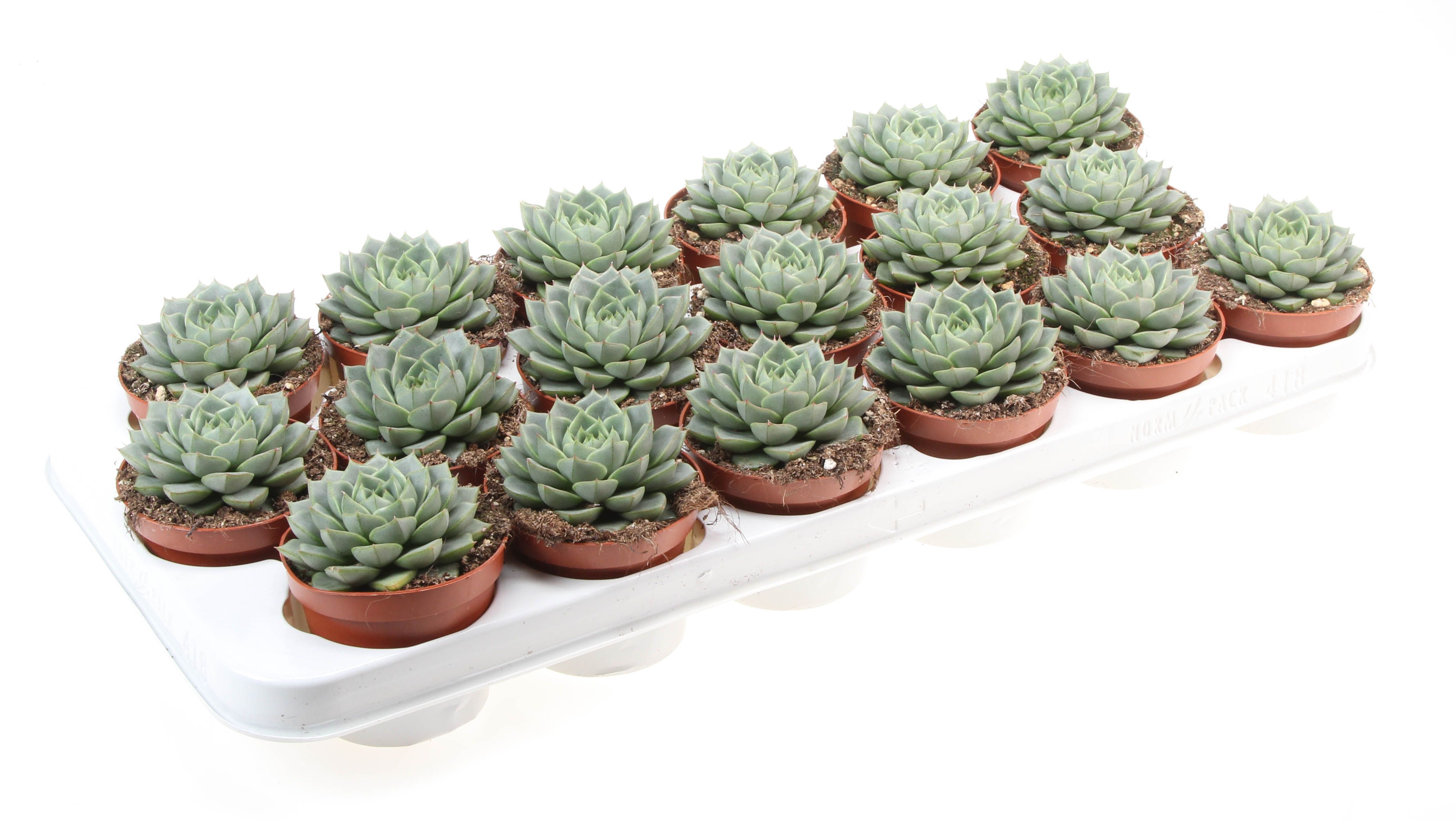 Echeveria Fabiola, D 8,5