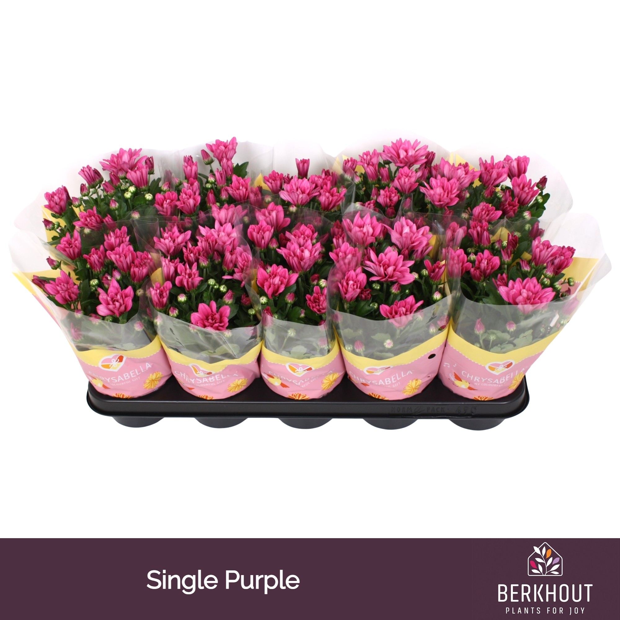 Chrysant Jackson Purple, D 12