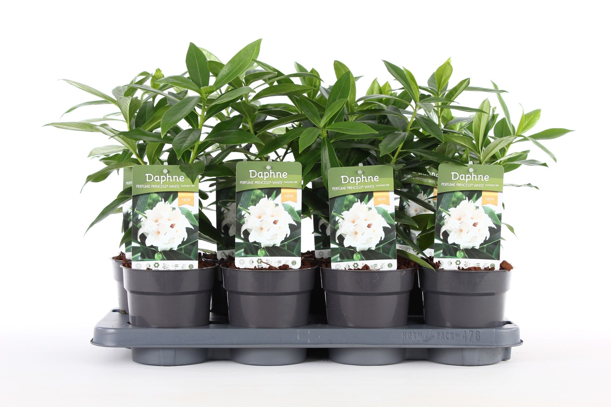 Daphne od. 'Perfume Princess'® White P13, D 13 cm Daphne od. 'Perfume Princess'® White P13, D 13 cm