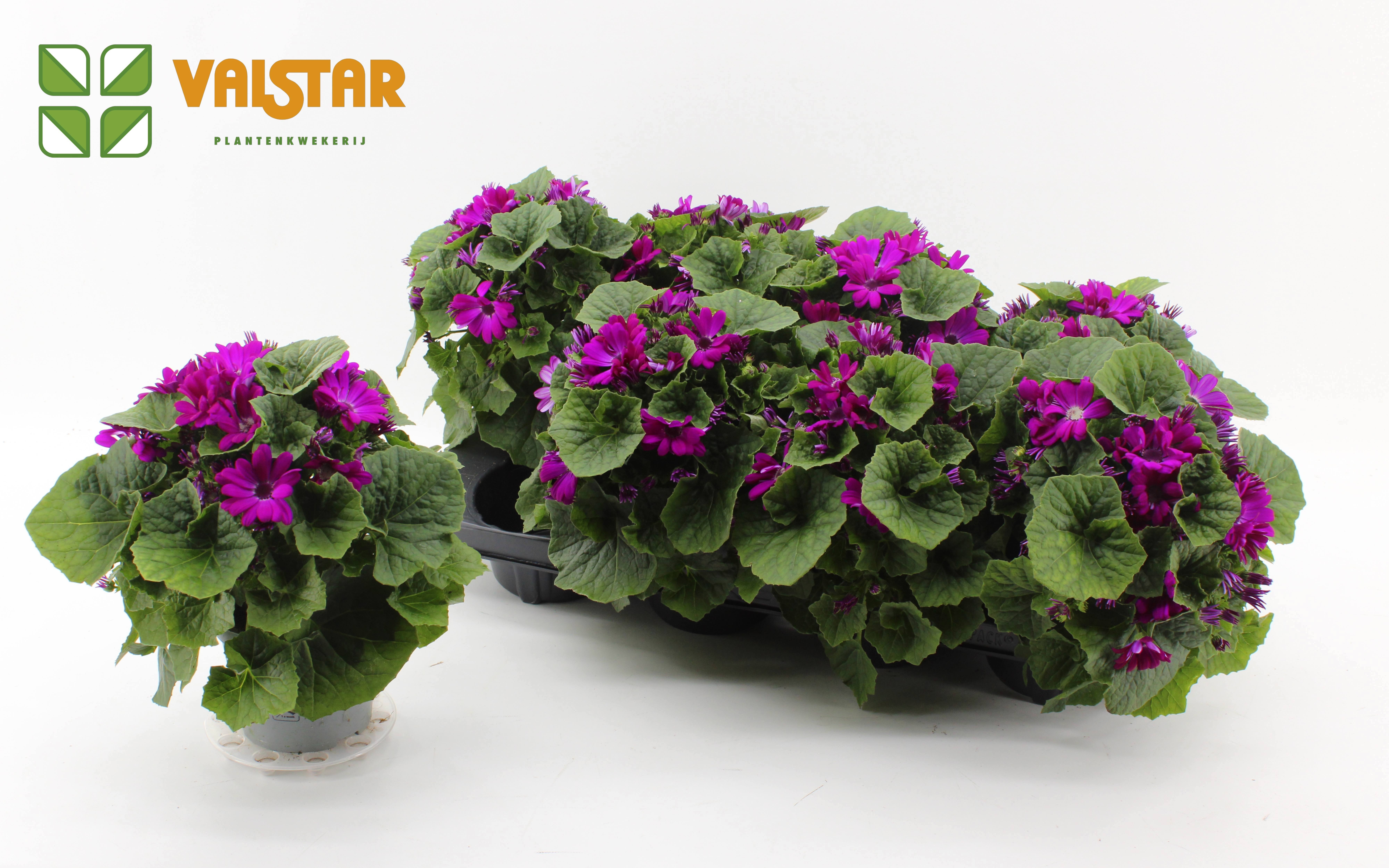 Pericallis Mandala Senetti Magenta Cerise 12 cm, D 12