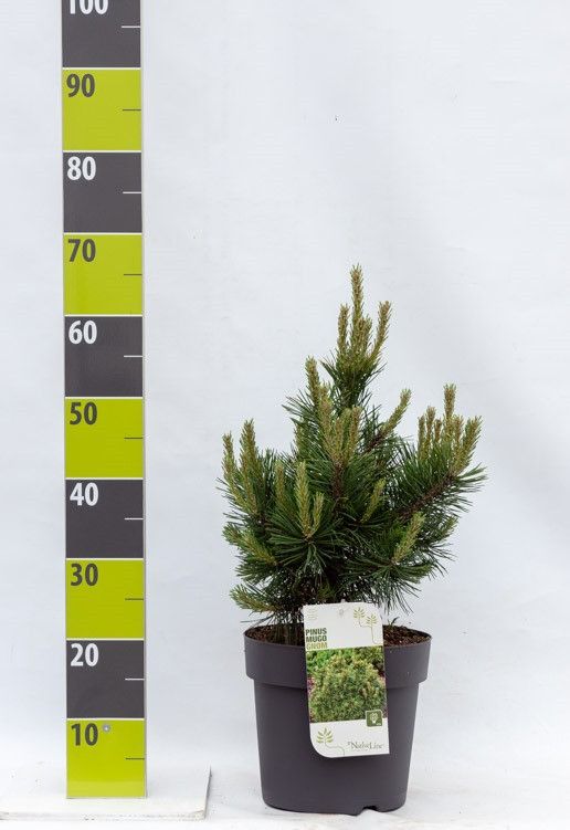 Pinus mugo 'Gnom' C 7 30-40, D 27 cm
