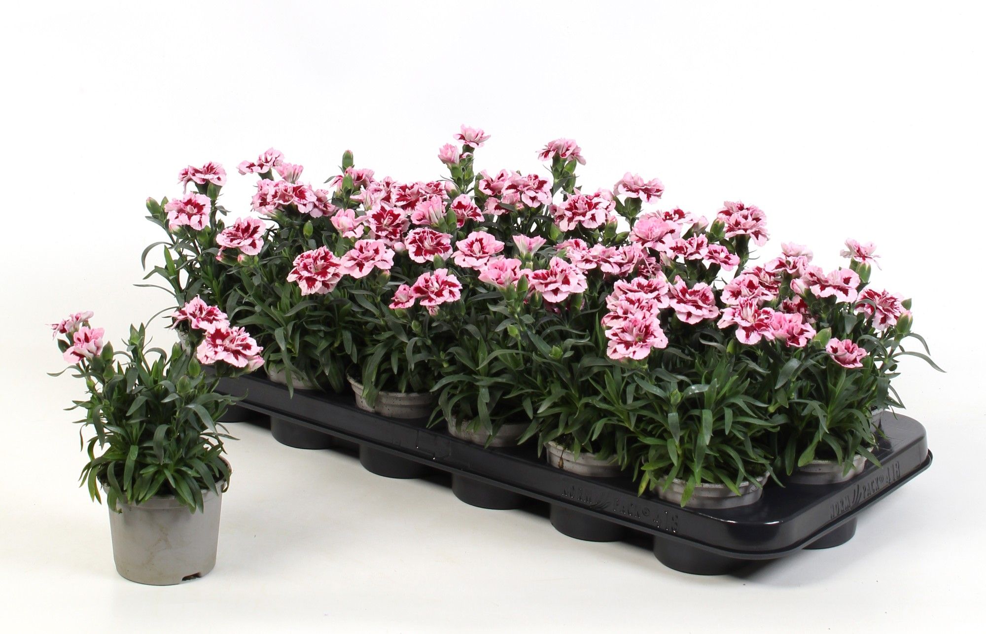 Dianthus Oscar Purple Star, D 9