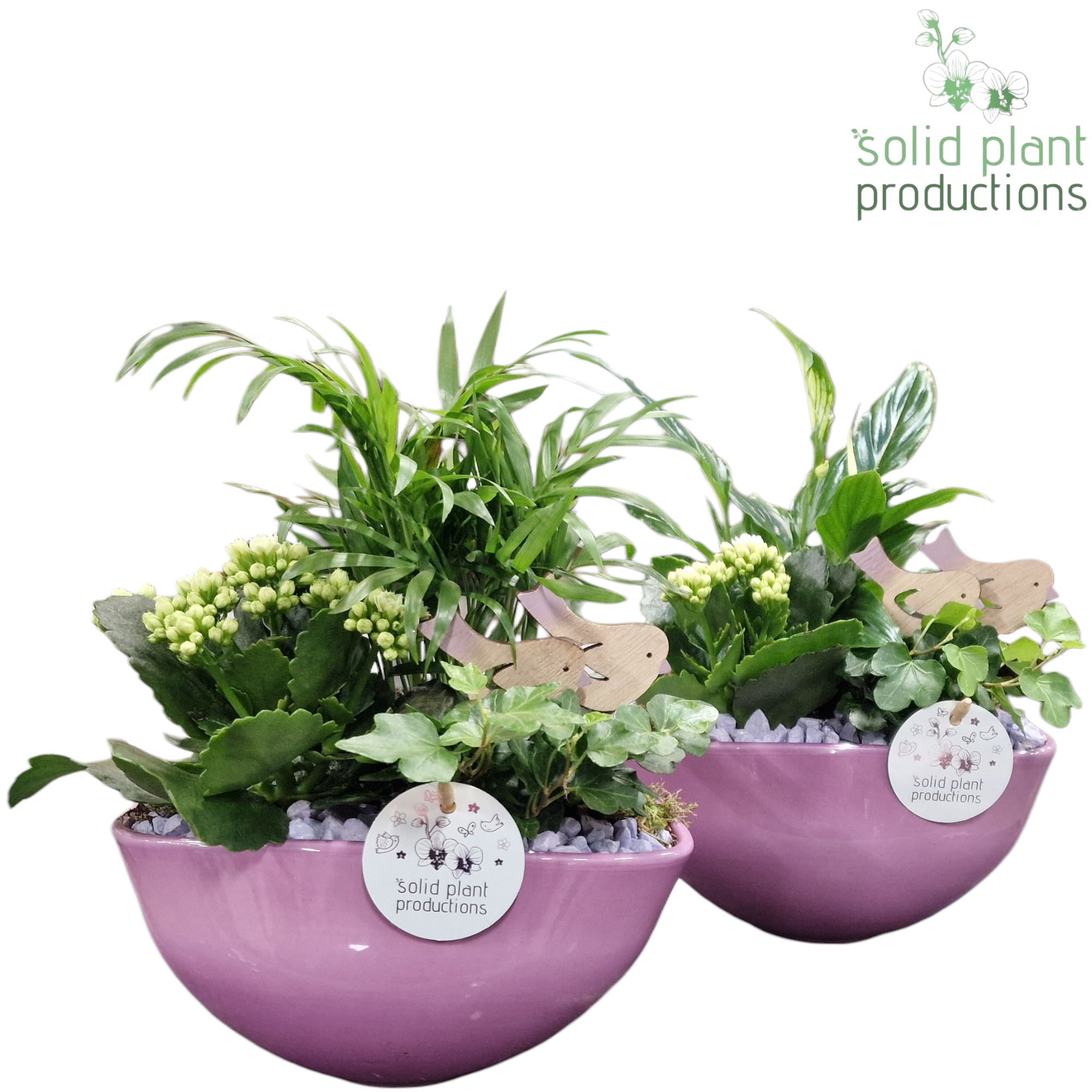 SC005 Evelyn Lila Mix, D 22