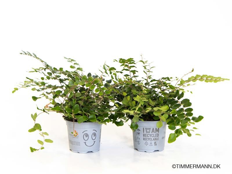 PELLAEA ROTUNDIFOLIA, D 9