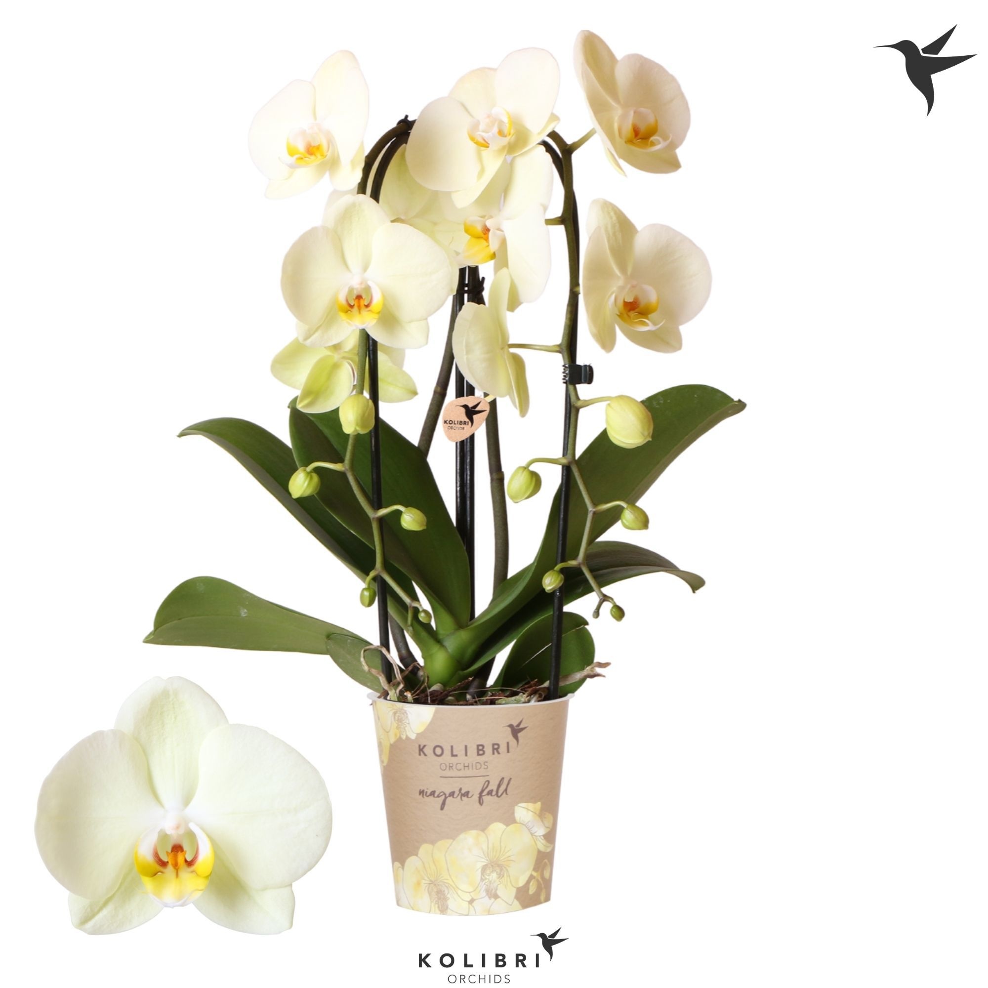 Kolibri Orchids Phalaenopsis Cascade Niagara Fall Bright Mira 2 spike, D 12