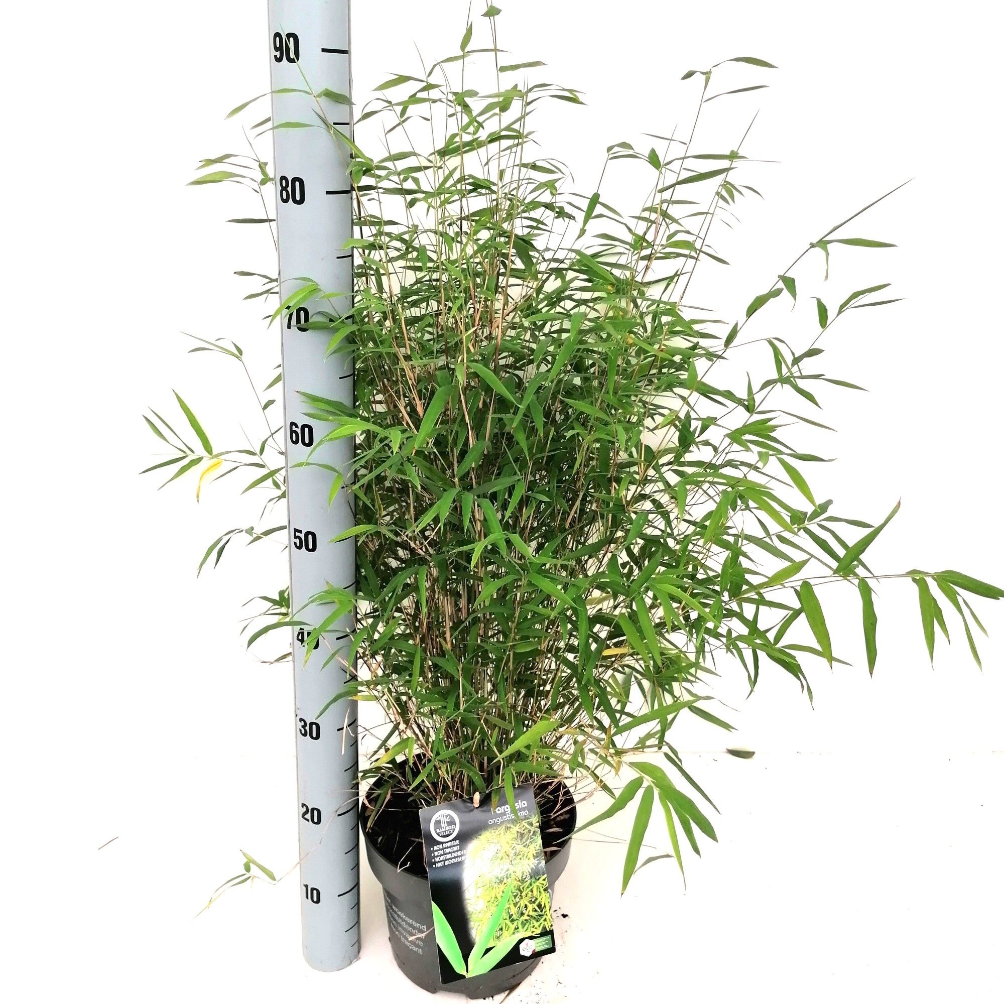 Fargesia 'Angustissima' C5, D 23