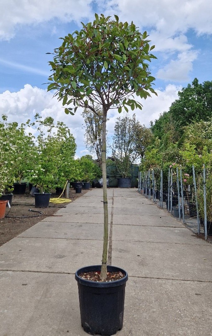 Photinia x fraseri 'Red Robin', D 38