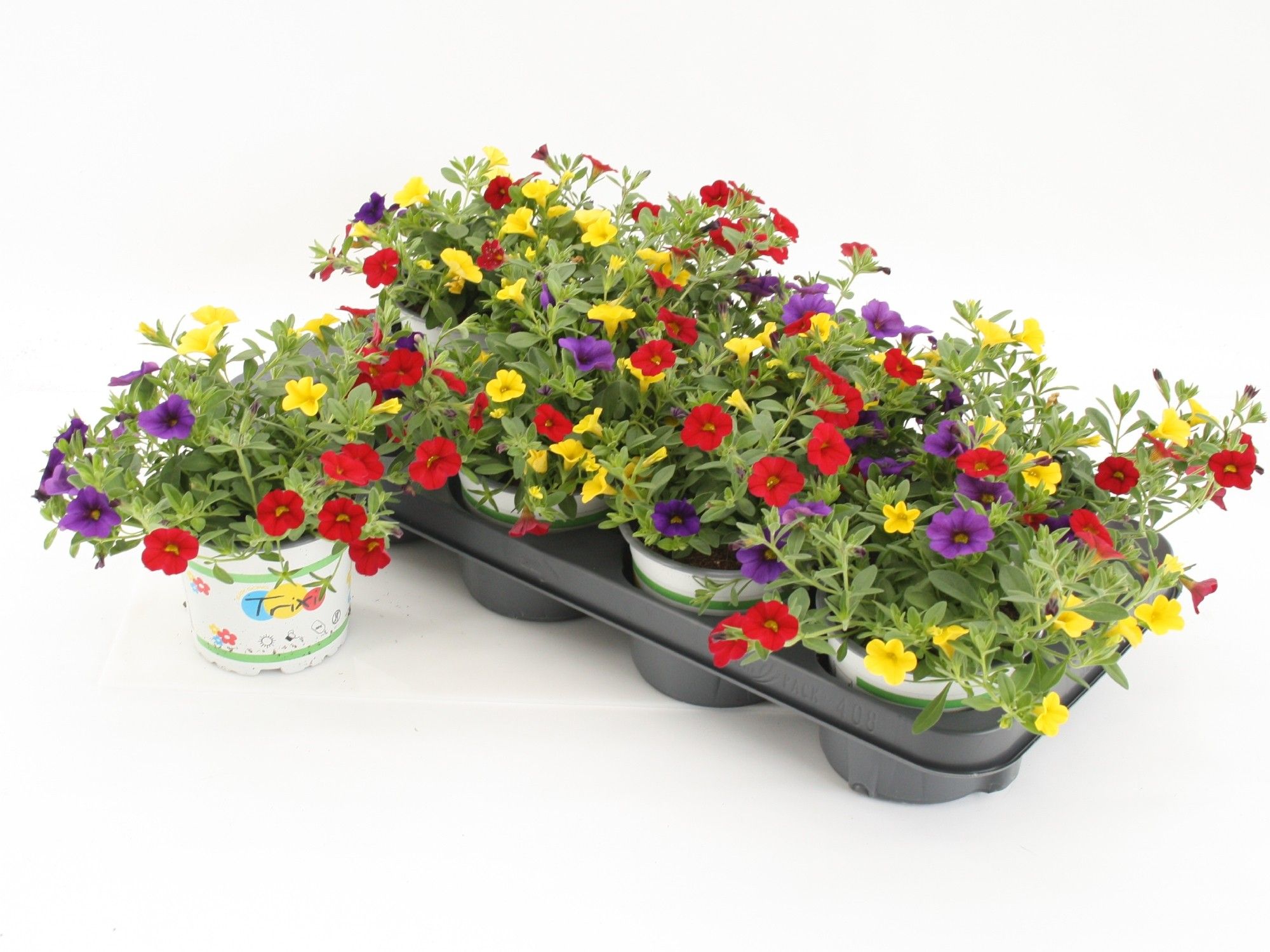 Calibrachoa Trixi Bolero, D 12