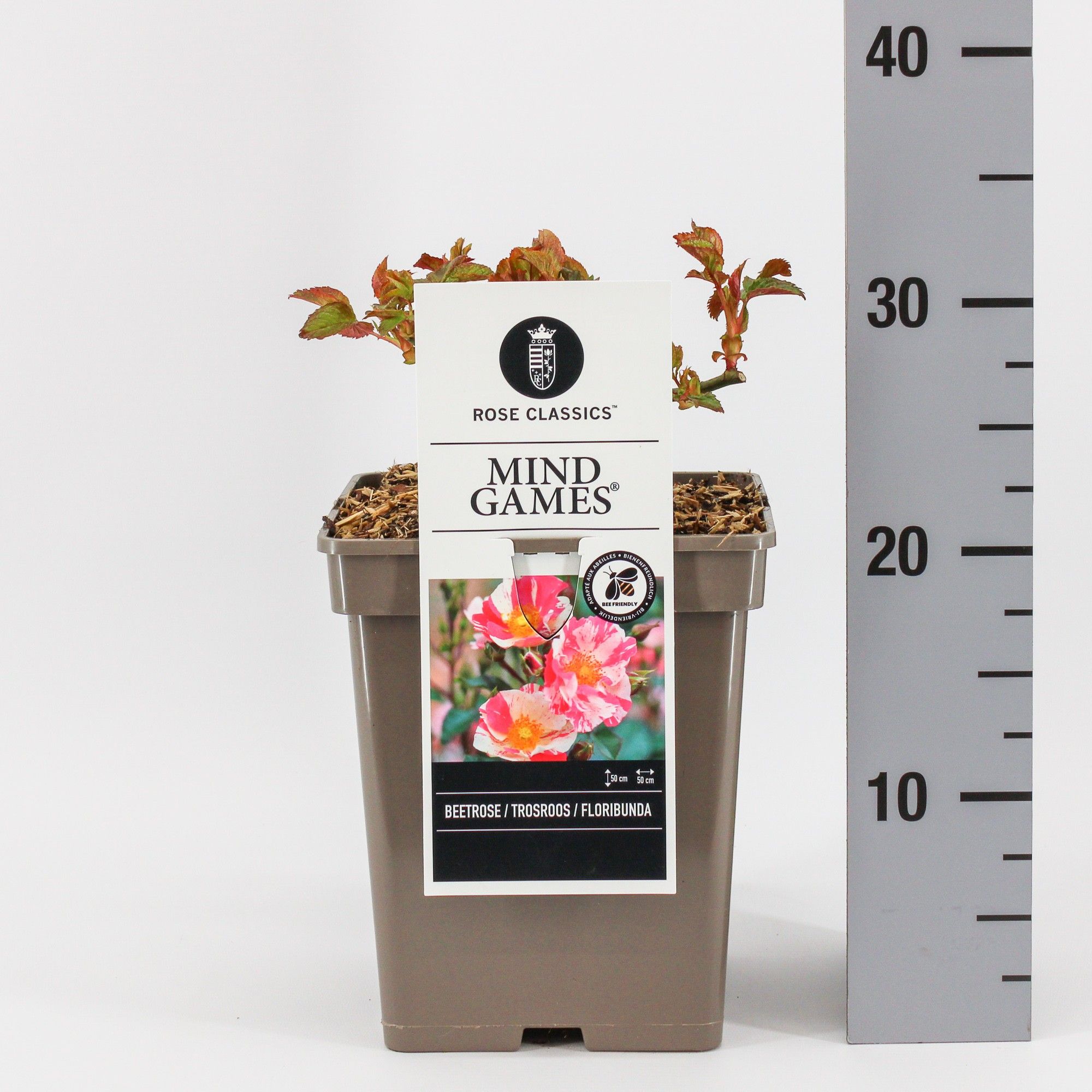 Rosa (F) Mind Games ®, C5, D 23