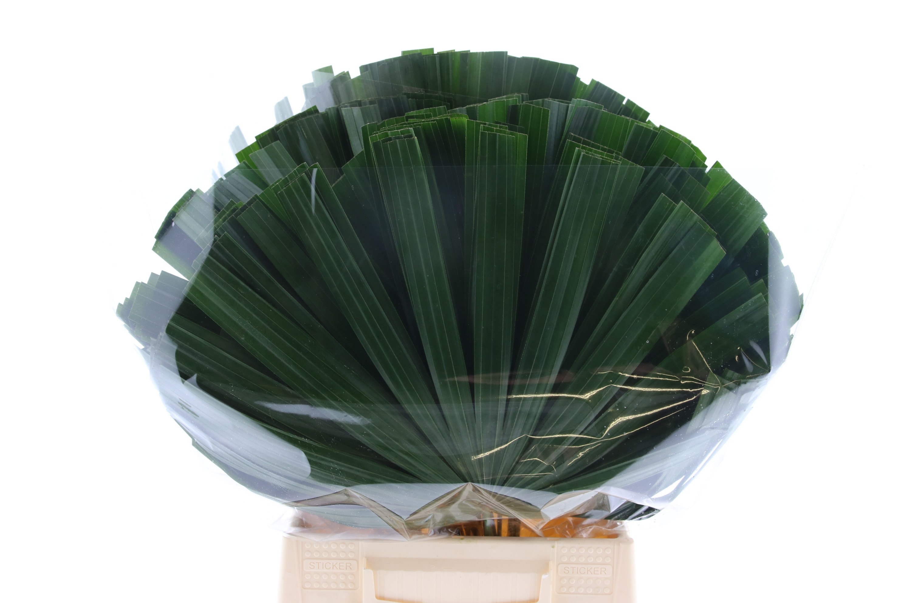 Хамеропс Лист 50, шт.