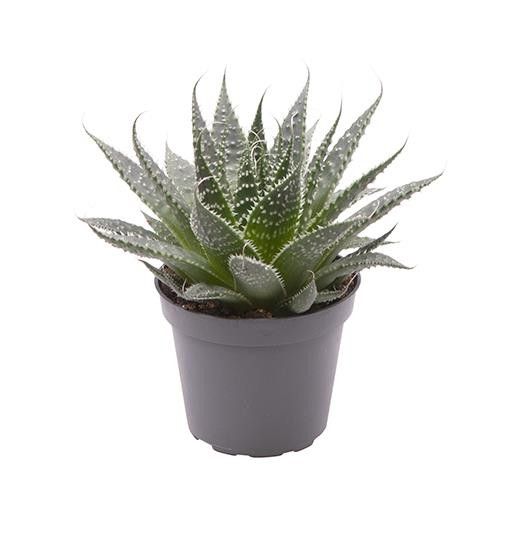 ALOE ARISTATA, D 6