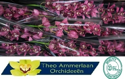 Цимбидиум Пинкпоп x9 60, шт.