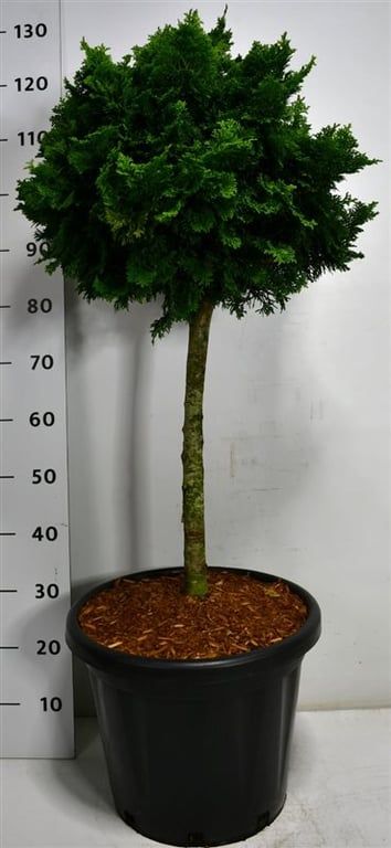 Chamaecyparis o. 'Nana Gracilis', D 38