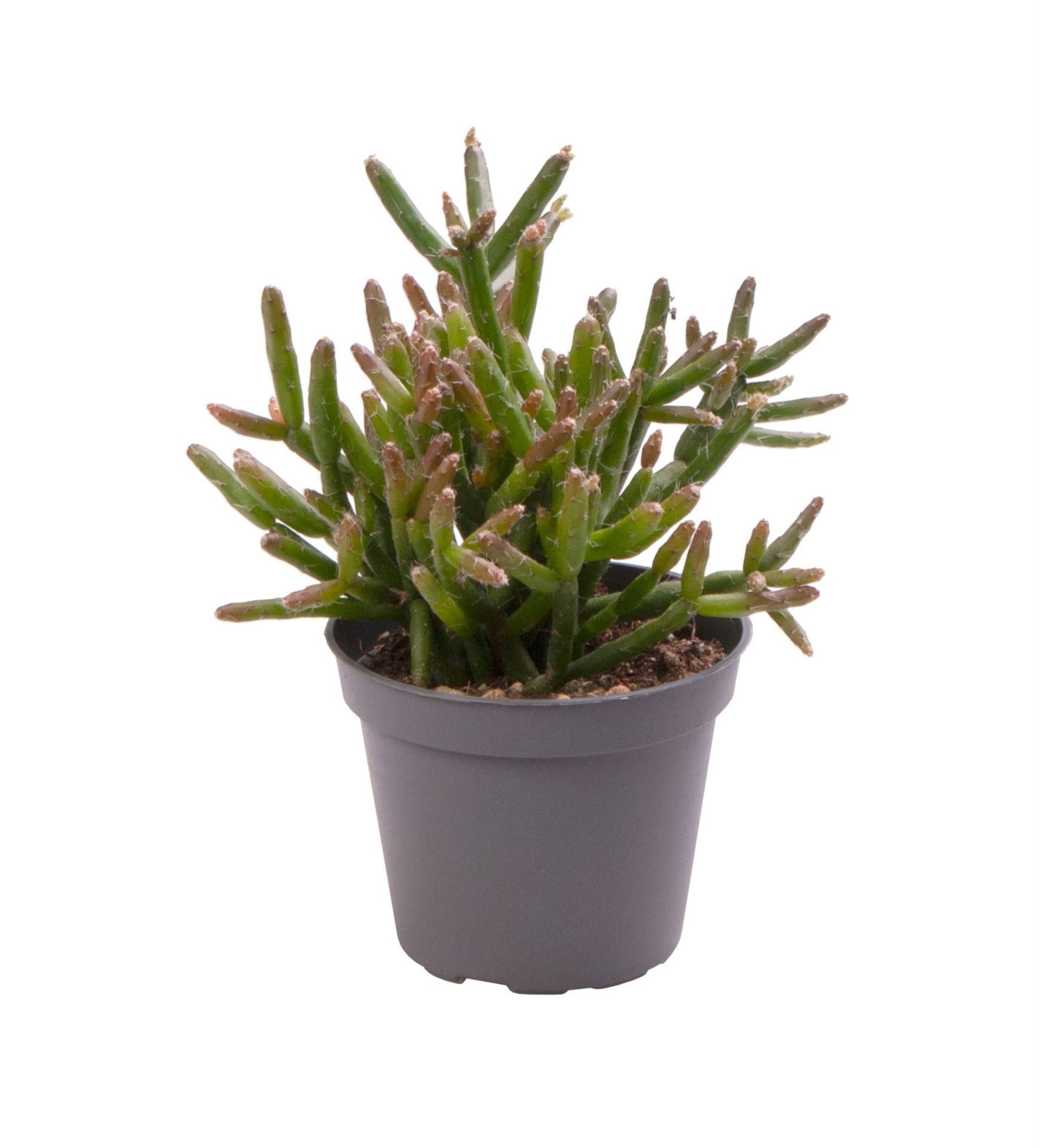 Rhipsalis Burchellii, D 6